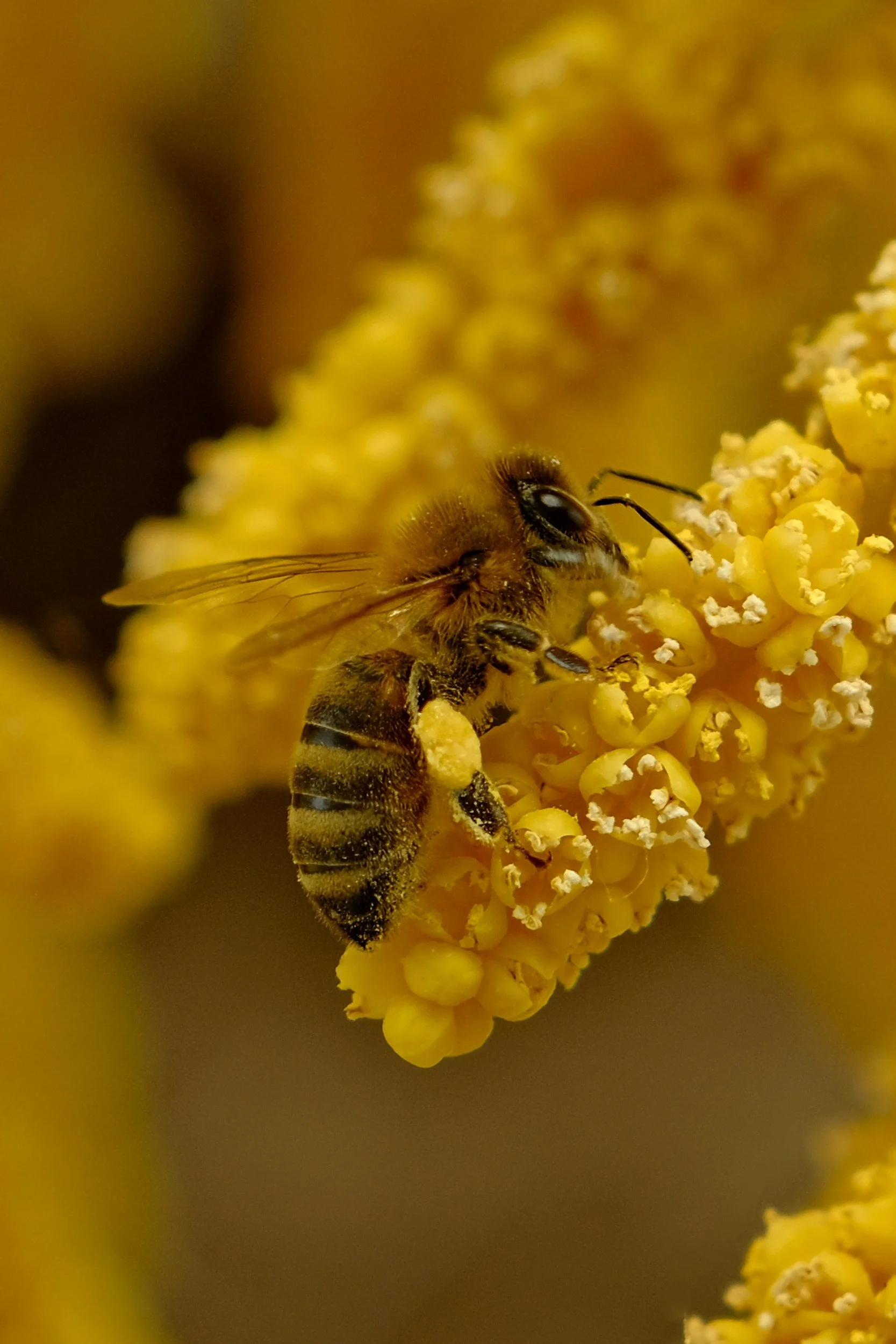 Close-up of a honeybee collecting pollen from yellow flowers.