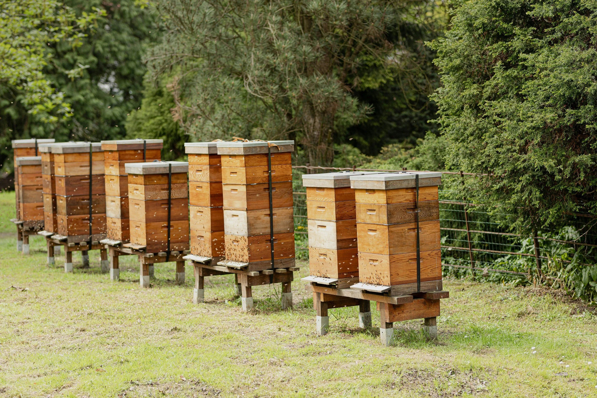 Multiple beehives arranged in a row outdoors on a grassy area with lush green trees in the background.