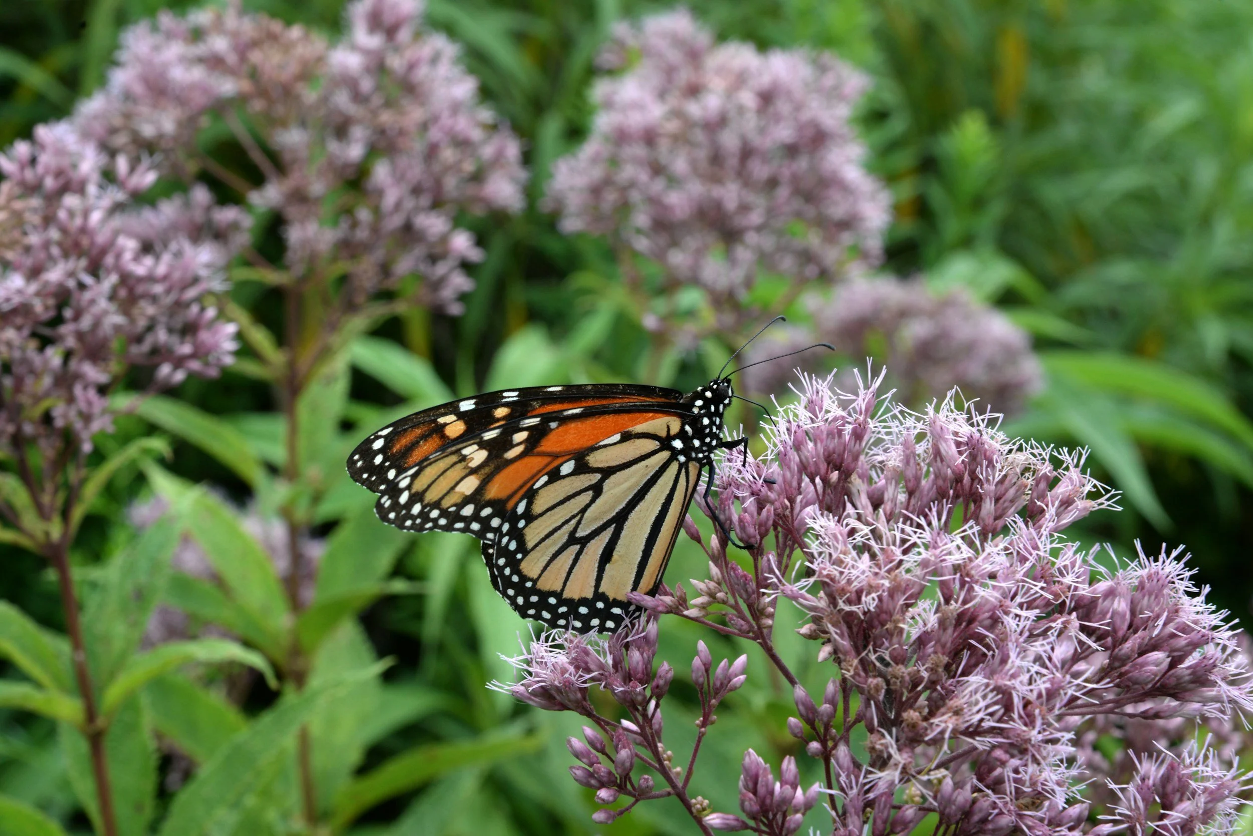 A monarch butterfly resting on a cluster of pink flowers surrounded by green foliage.