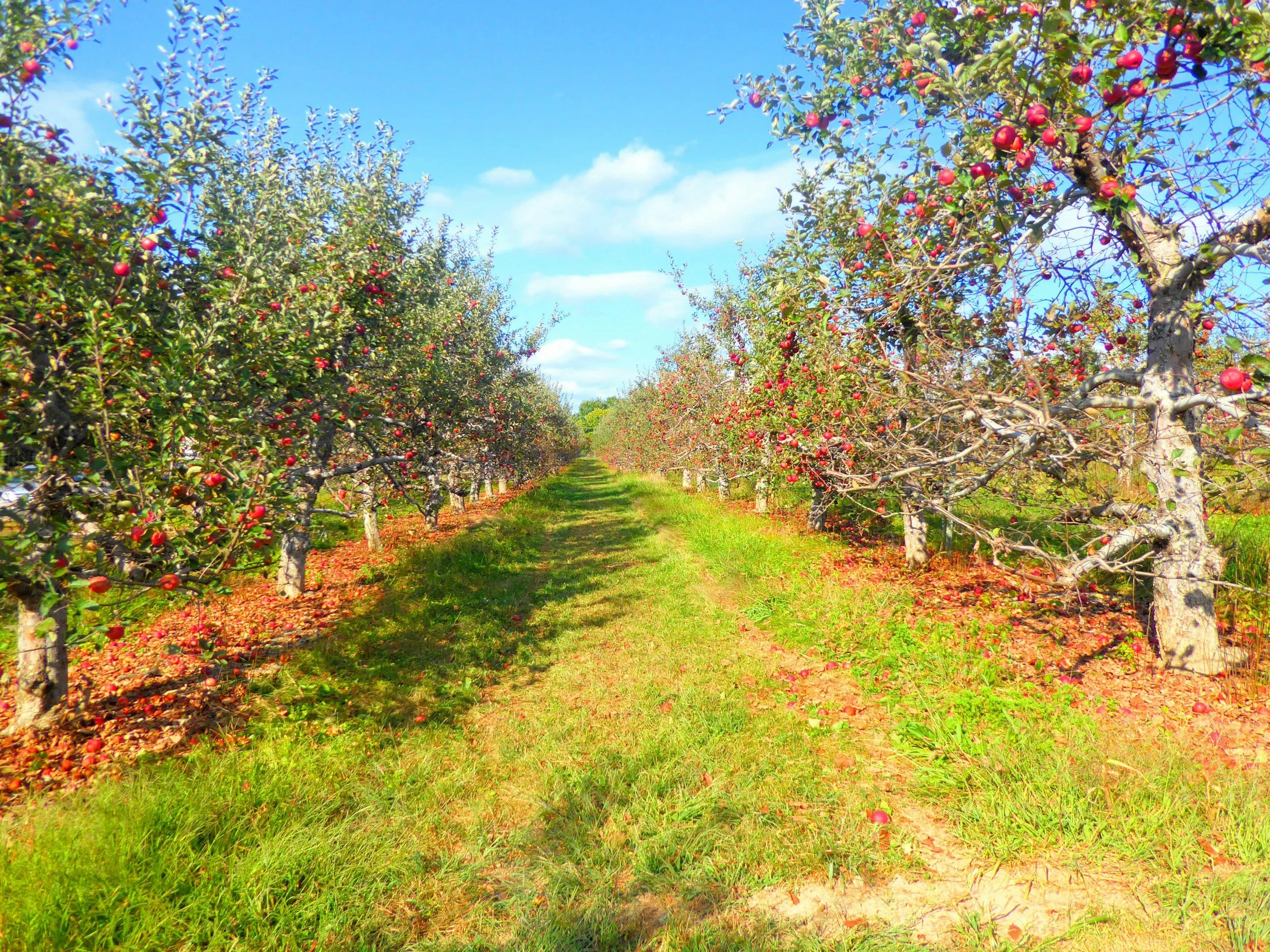 An orchard with rows of apple trees laden with ripe red apples, under a bright blue sky with scattered clouds.
