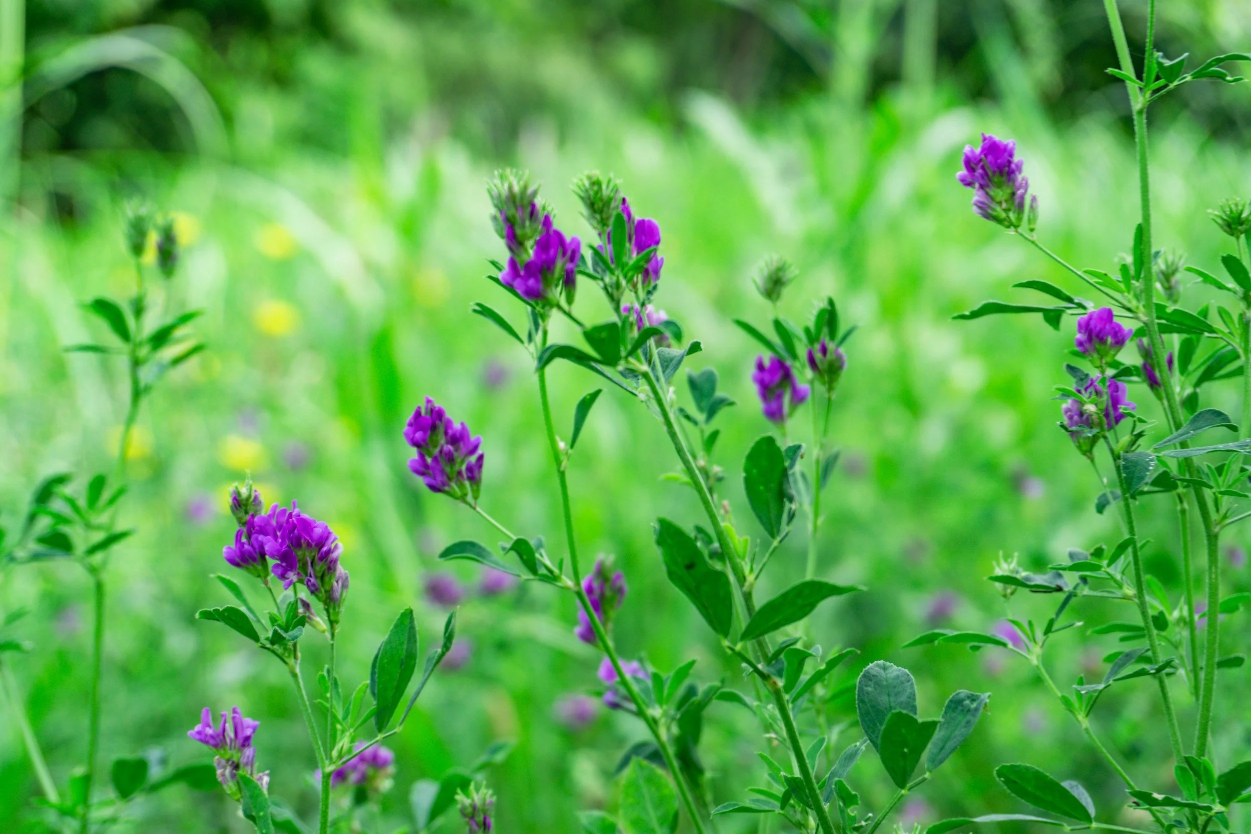 Green meadow with purple wildflowers and tall grass in the background.
