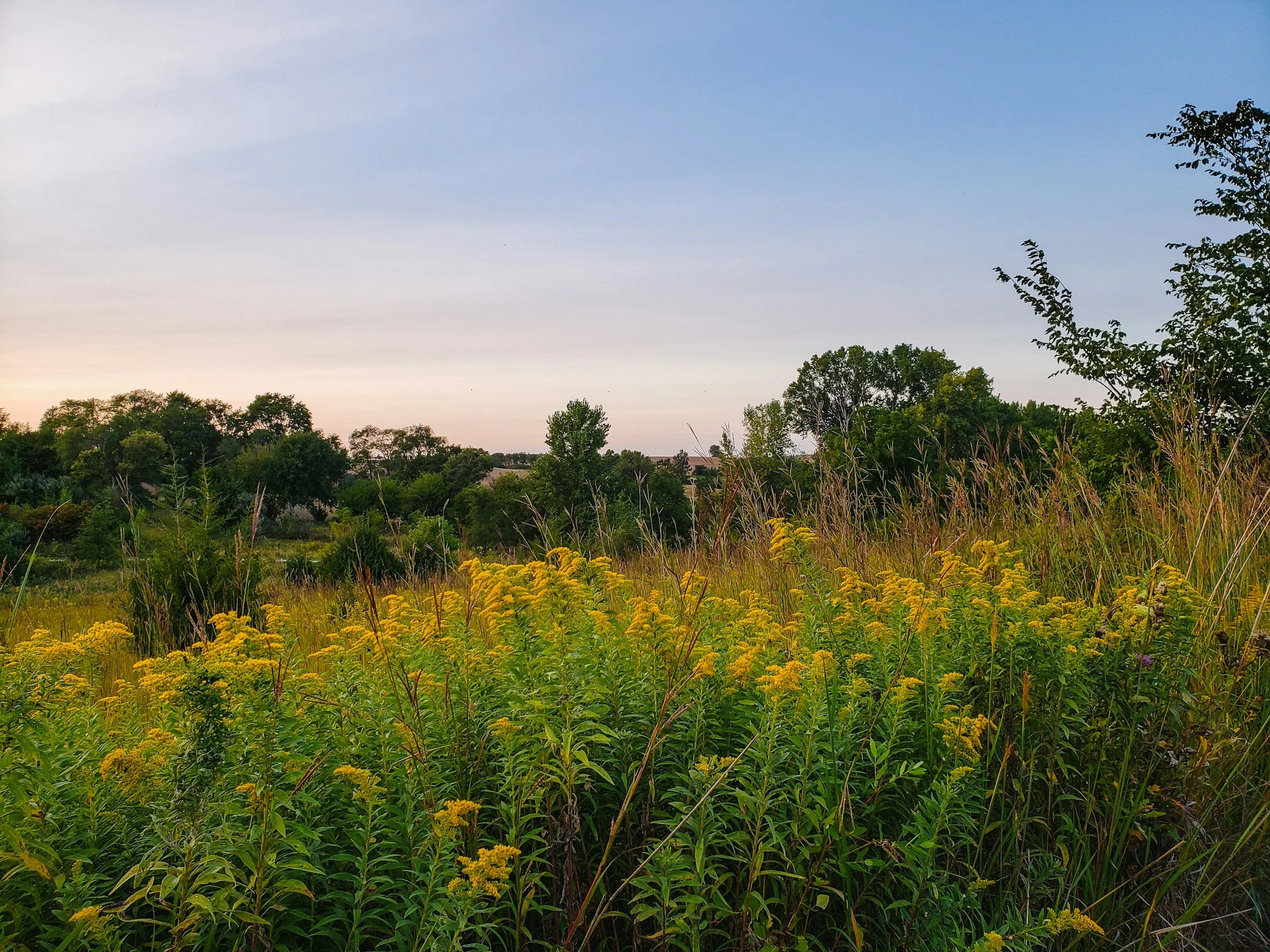 A wide landscape view of a field with tall grass and yellow wildflowers in the foreground. In the background, there are many green trees and a light blue sky with some wispy clouds.
