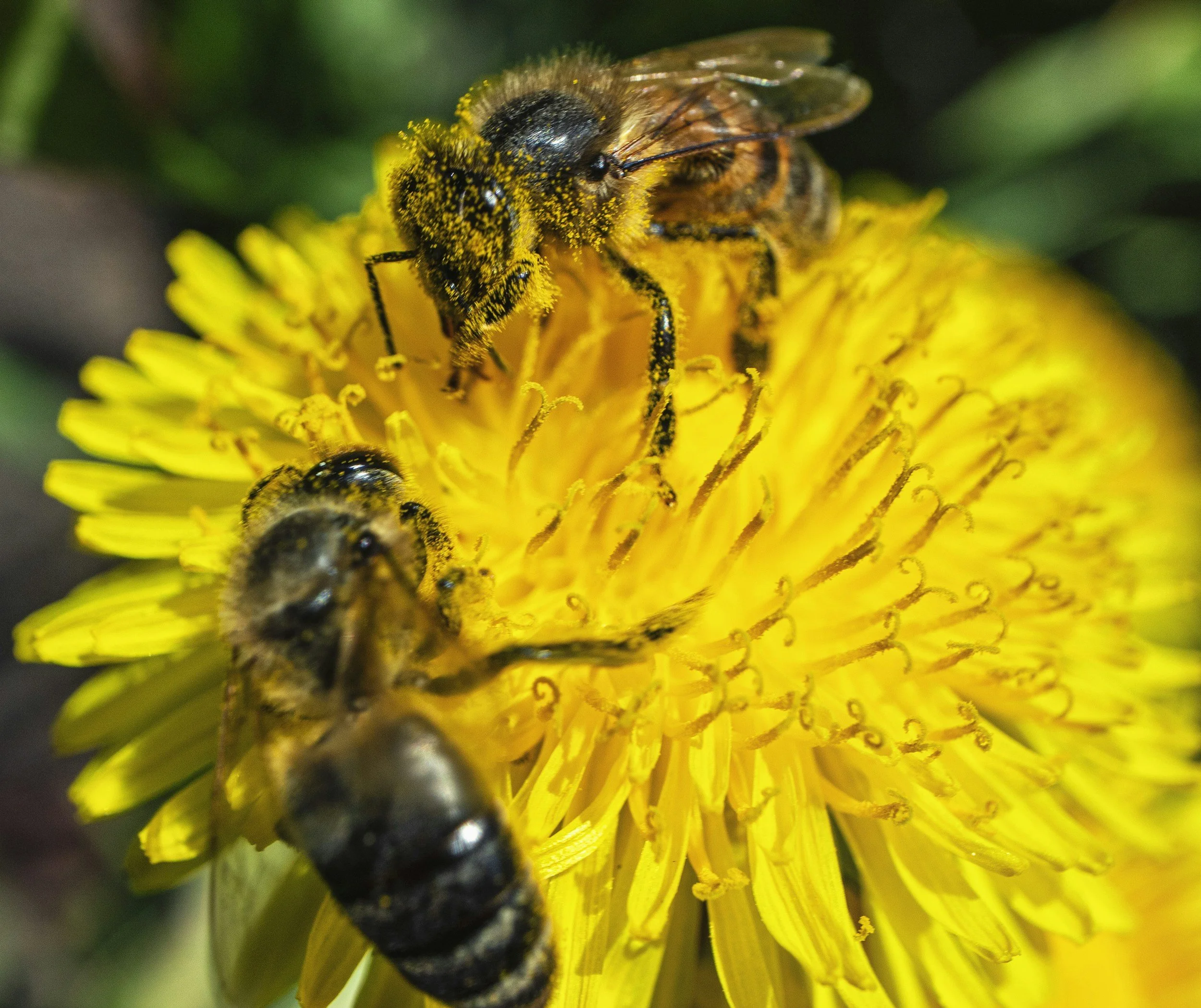 Close-up of a bee covered in yellow pollen, resting on a bright yellow dandelion flower with green foliage in the background.