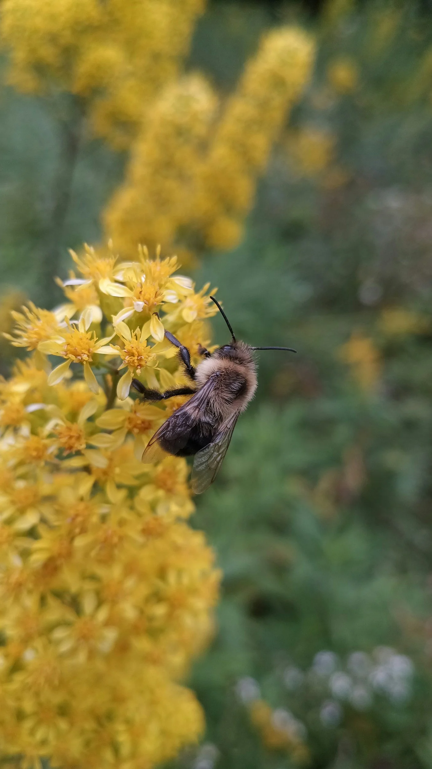 A bee on a cluster of small yellow flowers with a blurred green background.
