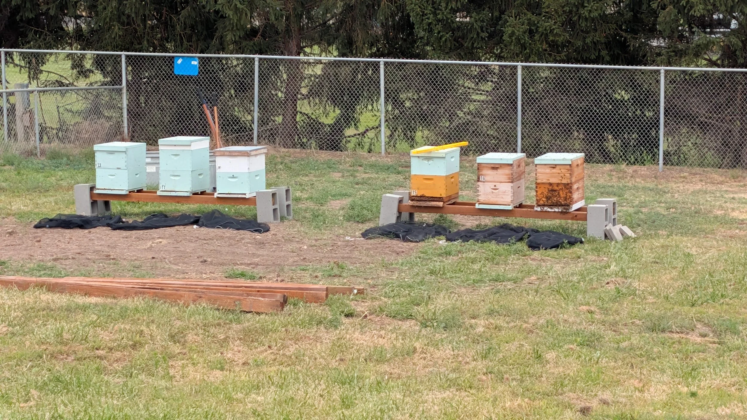 The Girls Have Arrived: Our Bees Are Home