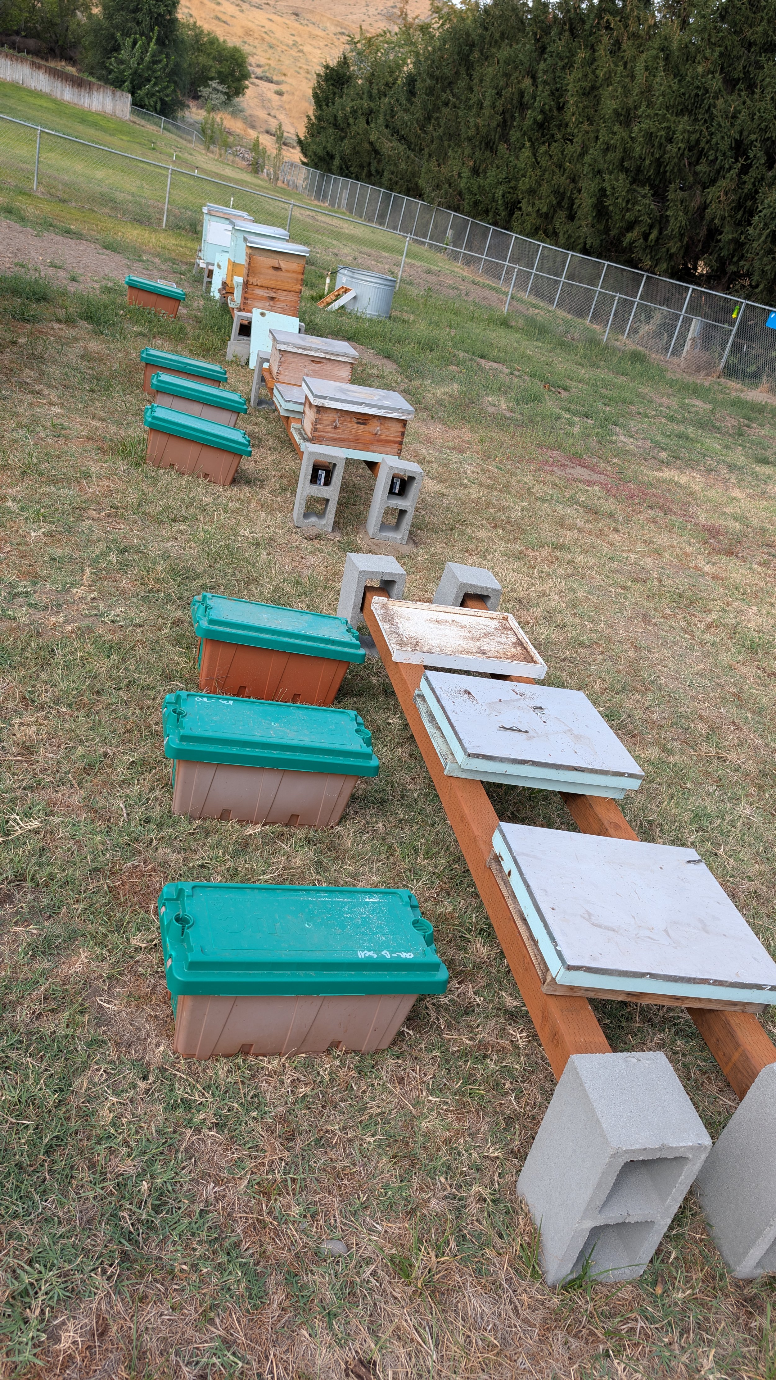 Growing the Apiary: Seven New Nucs Join the Bee Yard