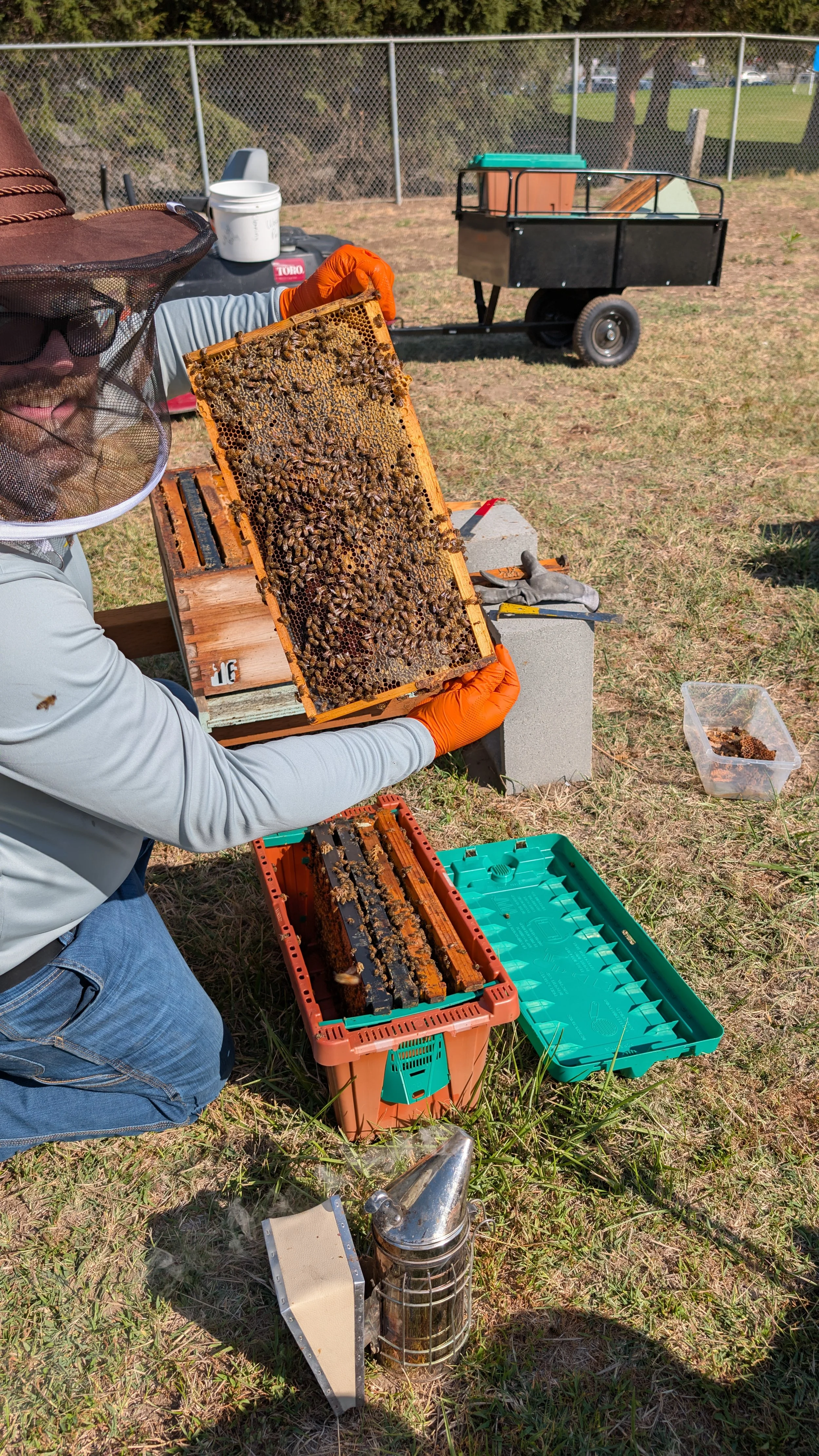 Honeybee colonies at Desert Farms Apiary in West Richland Washington