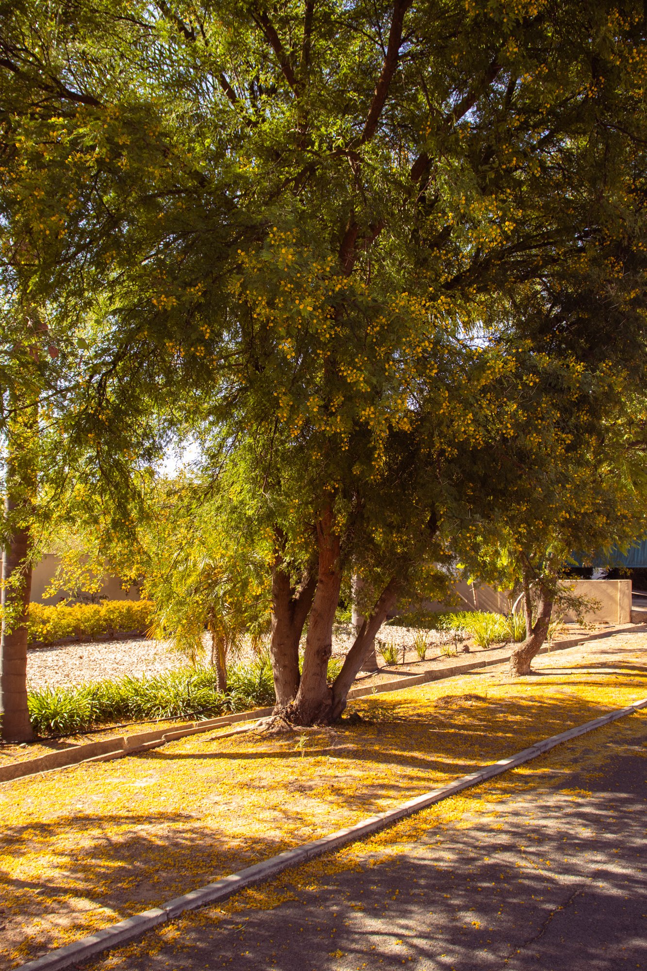porterville5.jpg