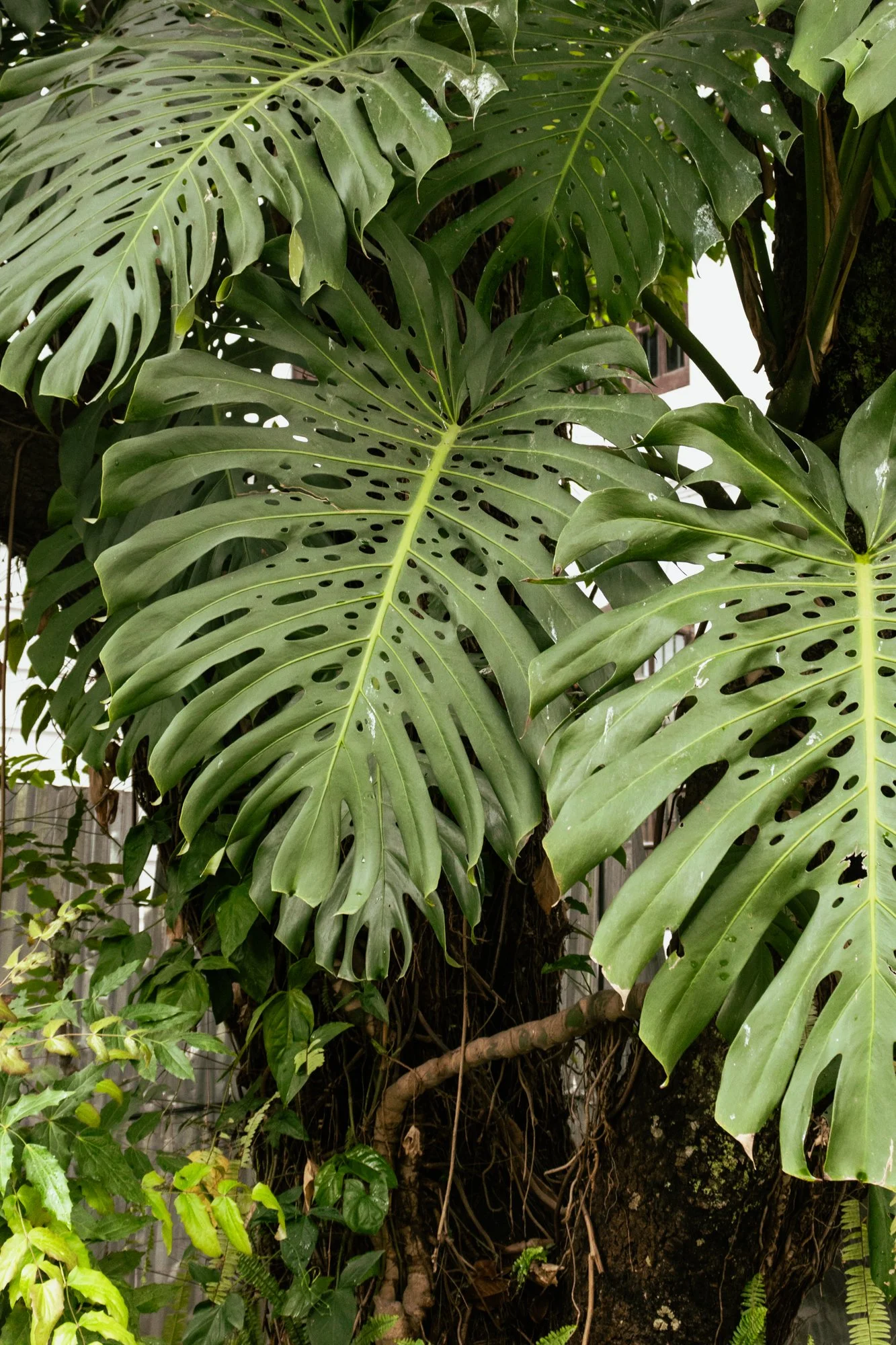 Kathmandutuin13.jpg