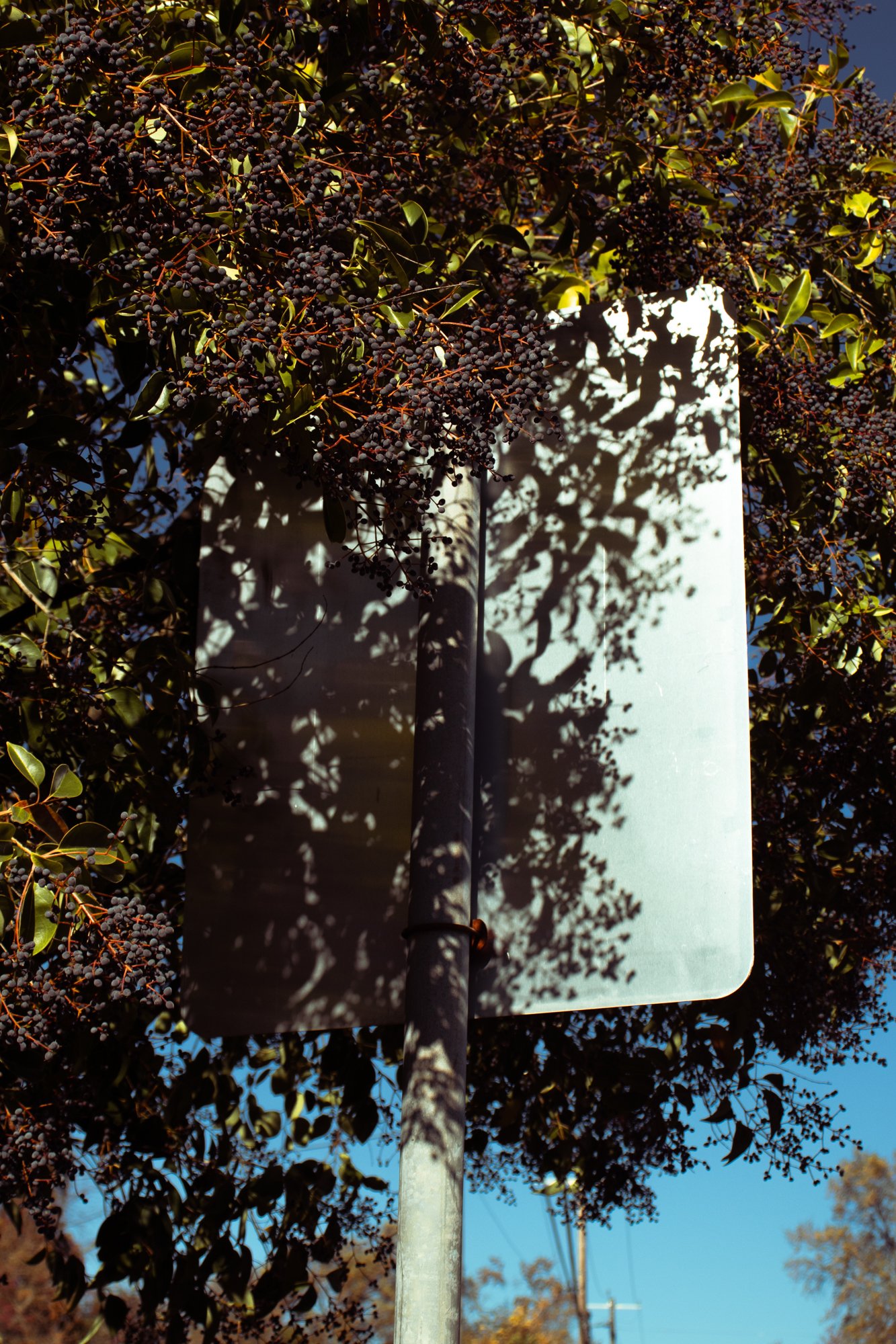 ukiah11.jpg