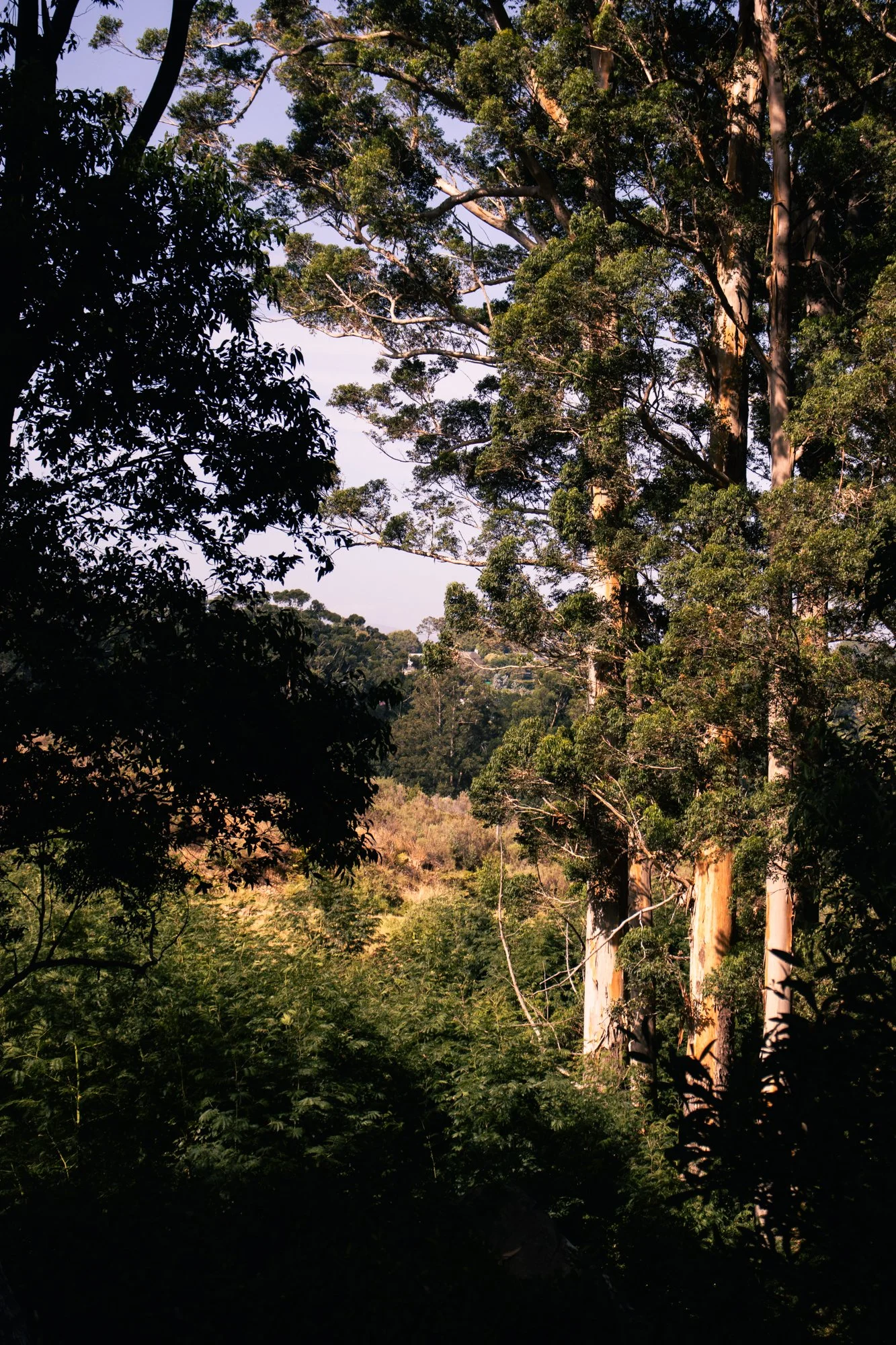 Kaapstadnatuur1.8.jpg