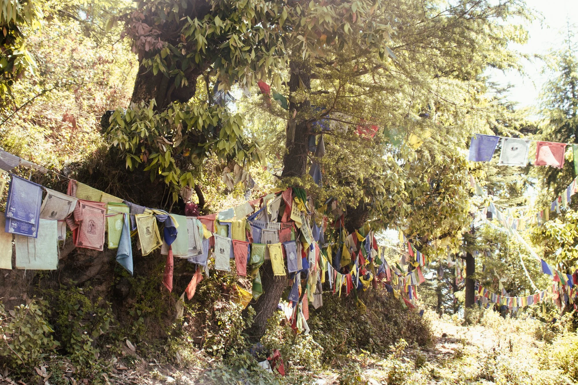 streetphotographyDharamsala22.jpg