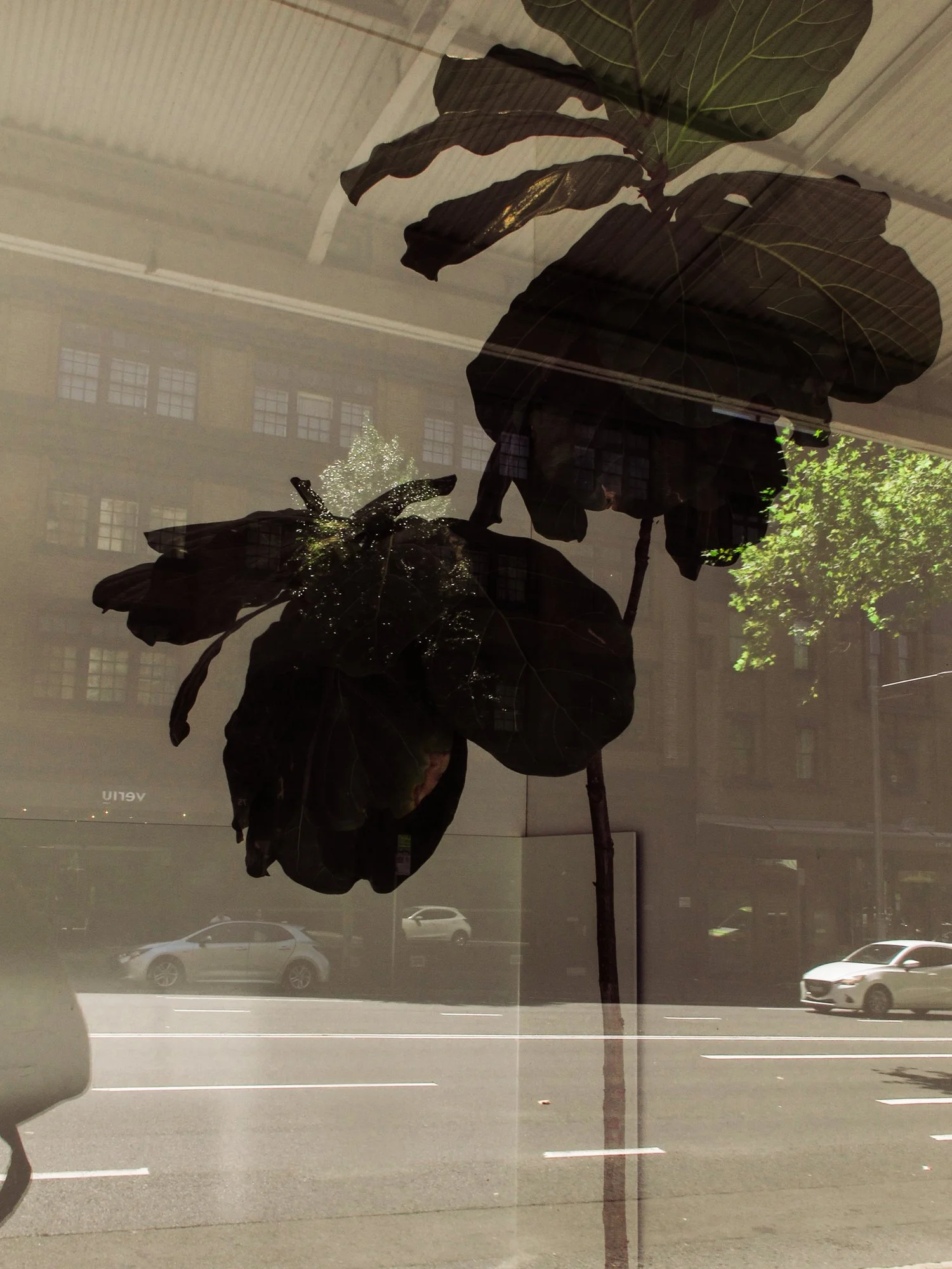 sydney41.jpg