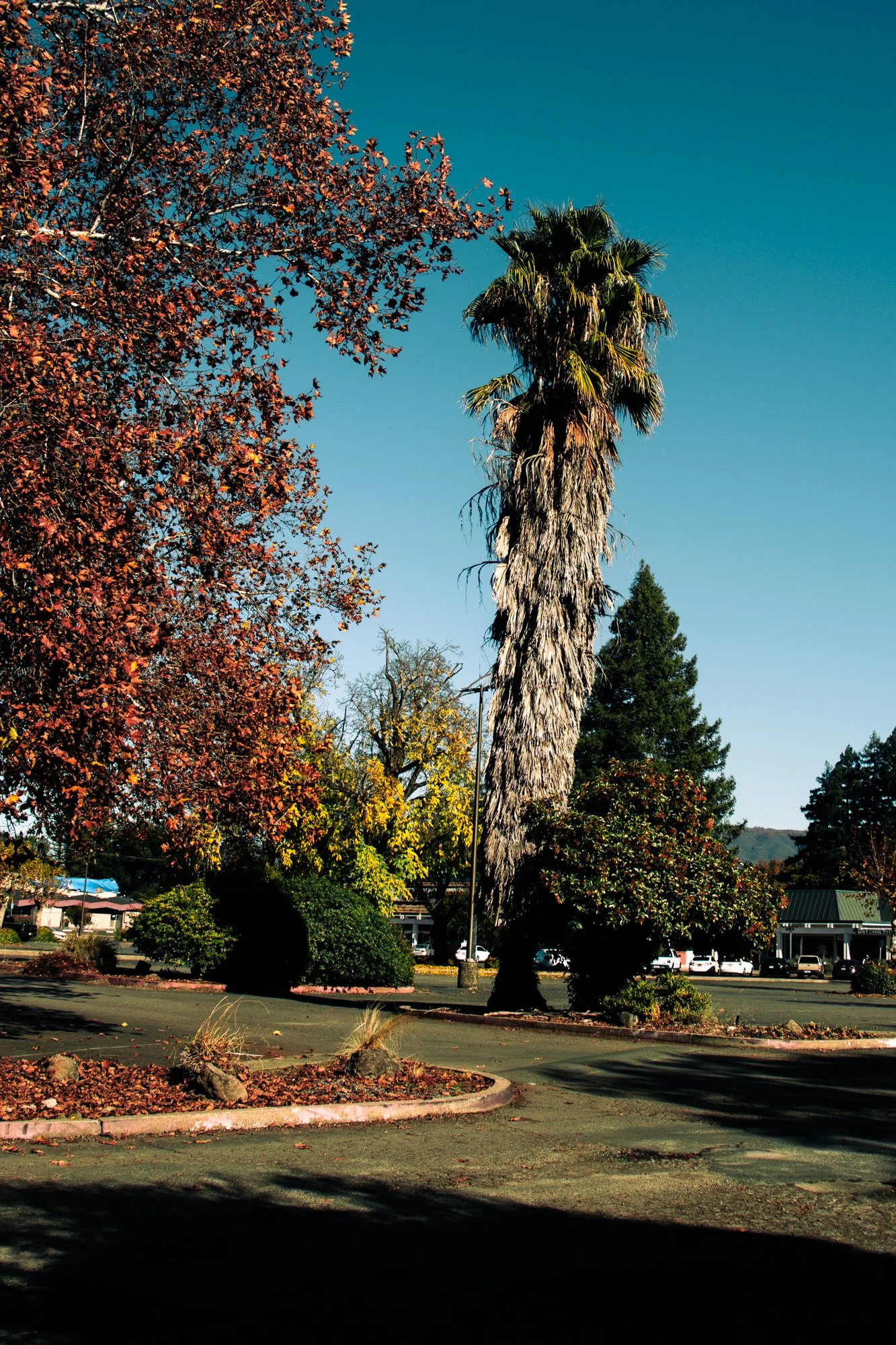 ukiah13.jpg