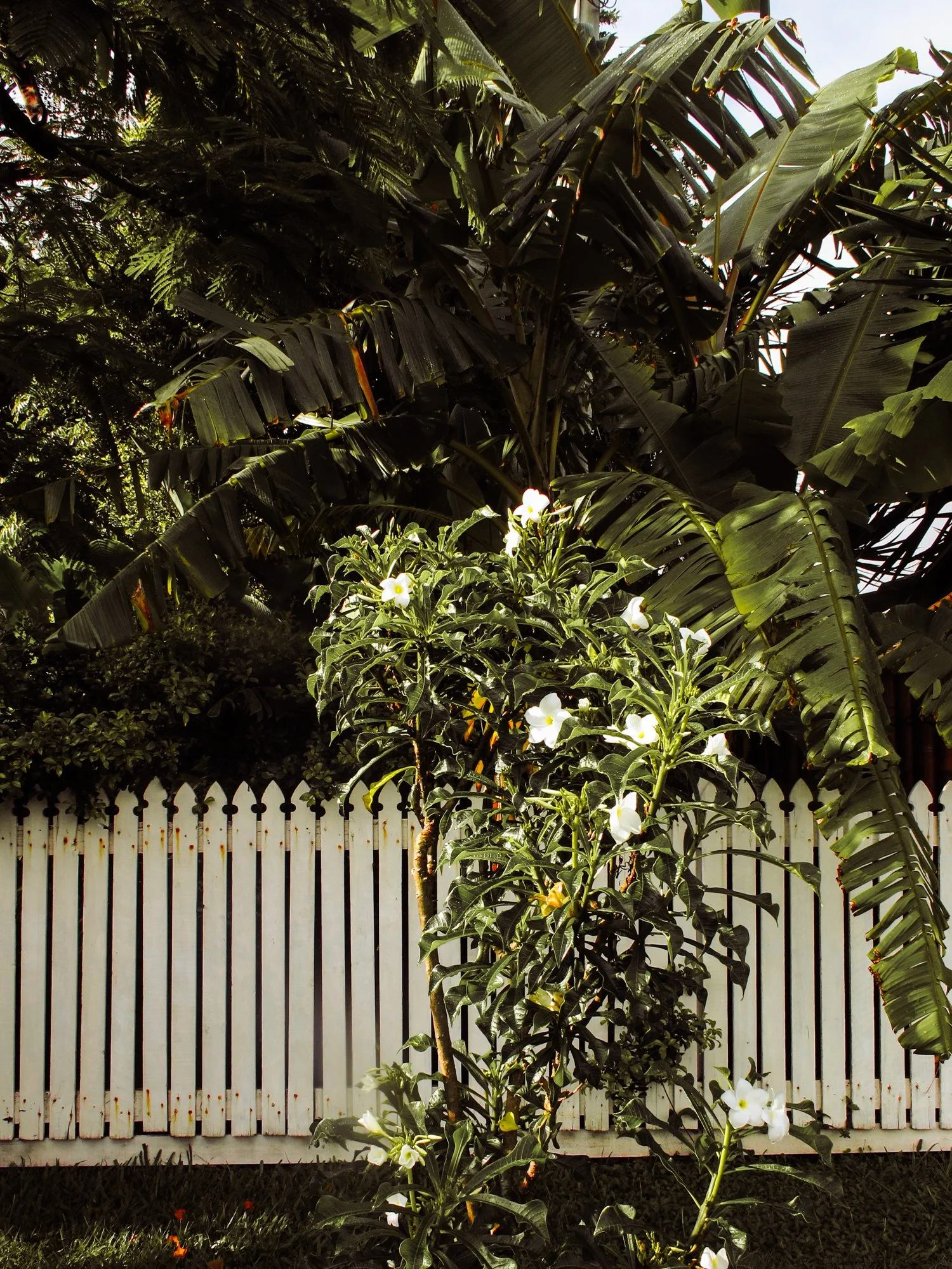 Sunshinecoast6.jpg