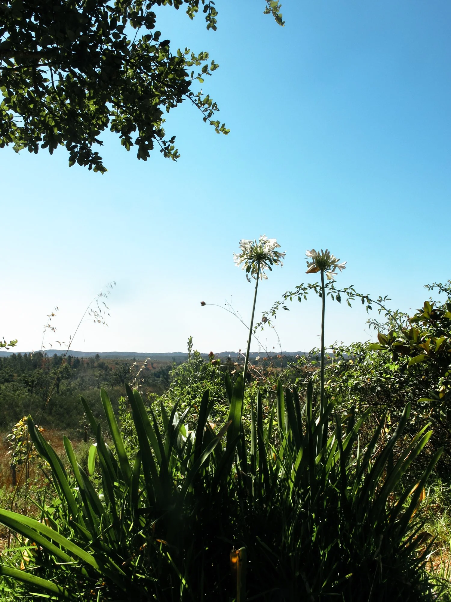 randomPortugal24.5.jpg