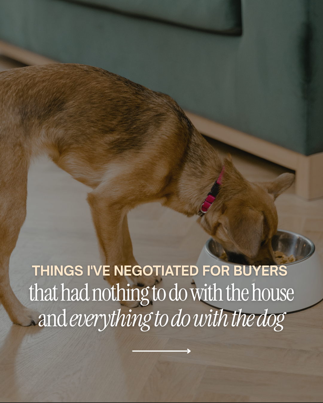 Brown dog wearing a pink collar eating from a stainless steel bowl indoors, with text about negotiating for home buyers and the dog.