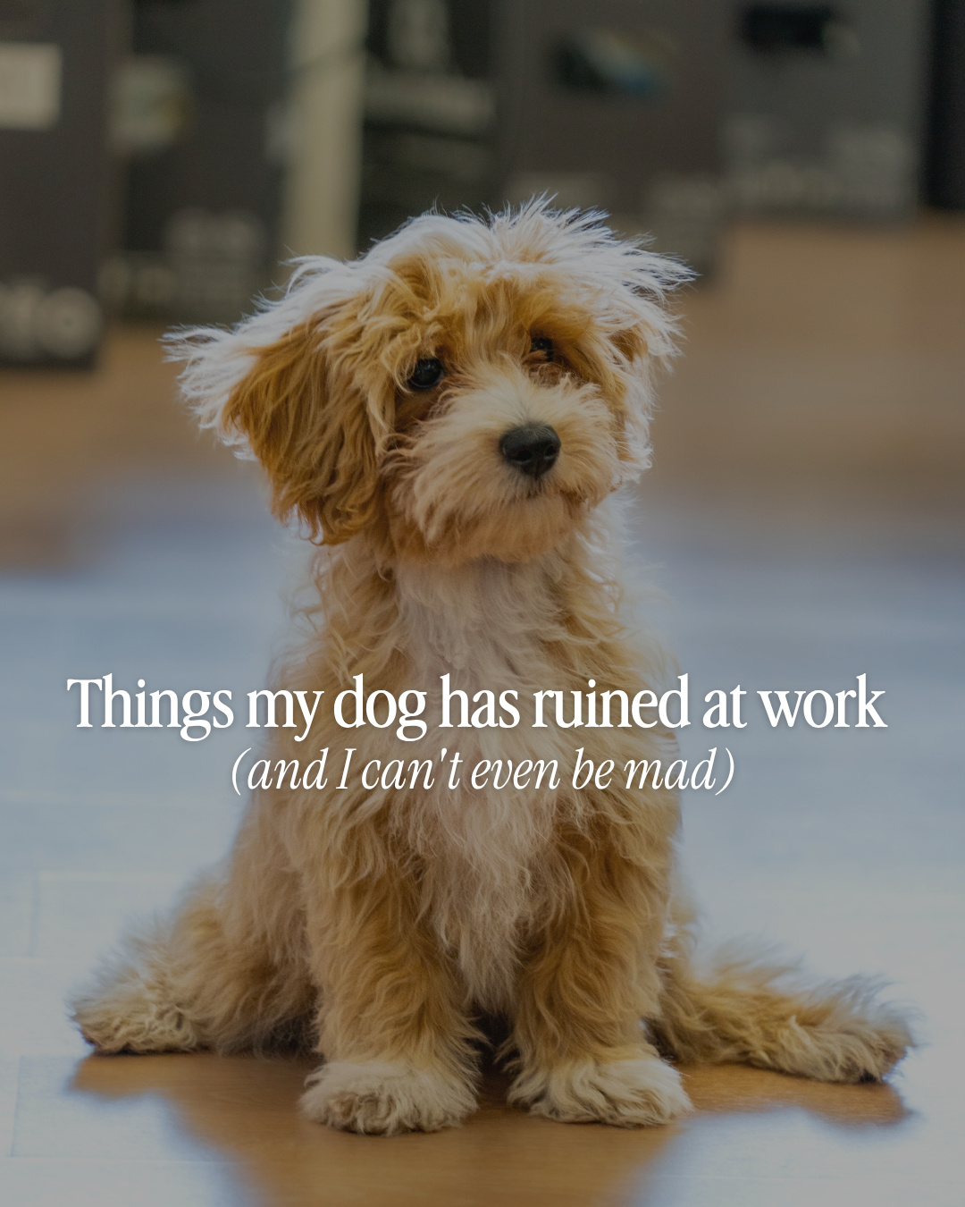 Fluffy tan puppy sitting on a floor with text reading “Things my dog has ruined at work (and I can’t even be mad).”