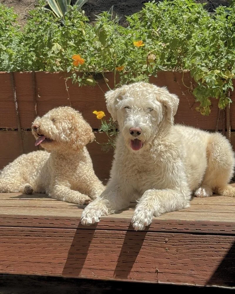 Frida and Kahlo, Masumi and Luciana's dogs, the unofficial mascots of Events by GS.