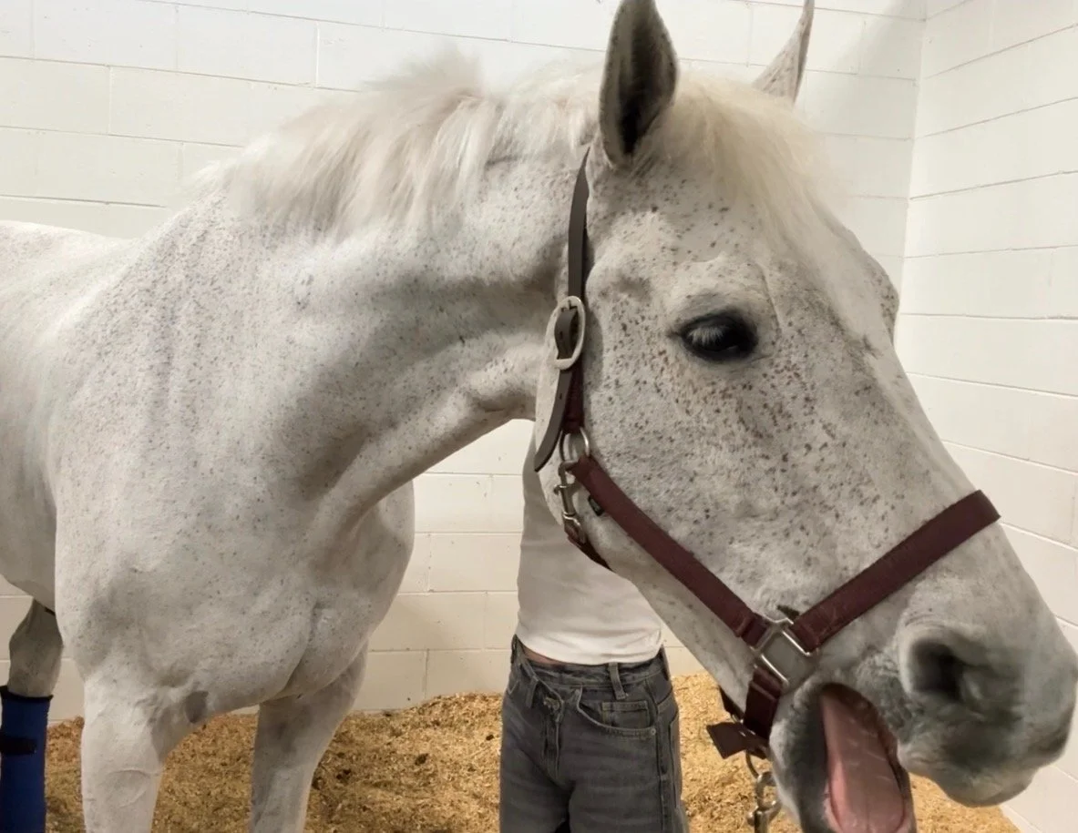 A white horse with gray spots being groomed or examined inside a stable with white paneled walls.