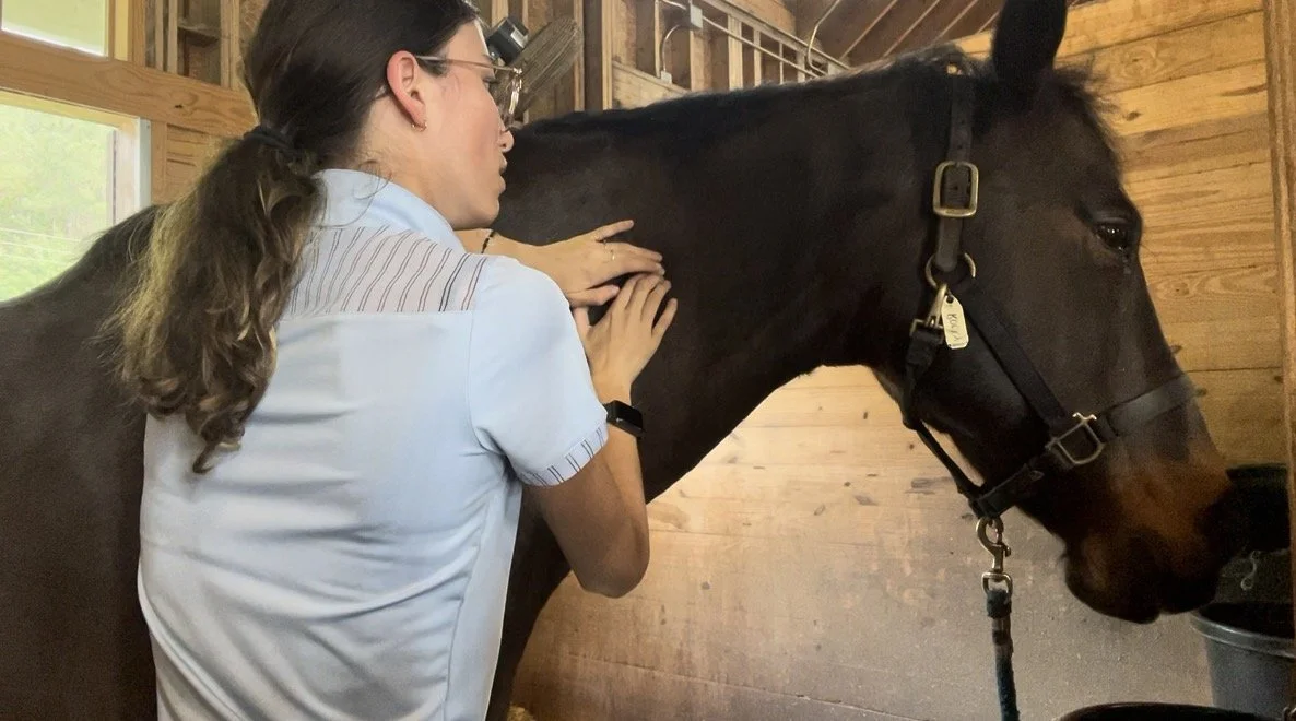 A woman with long brown hair in a ponytail, wearing glasses and a white shirt, is tending to a dark brown horse in a wooden stable.