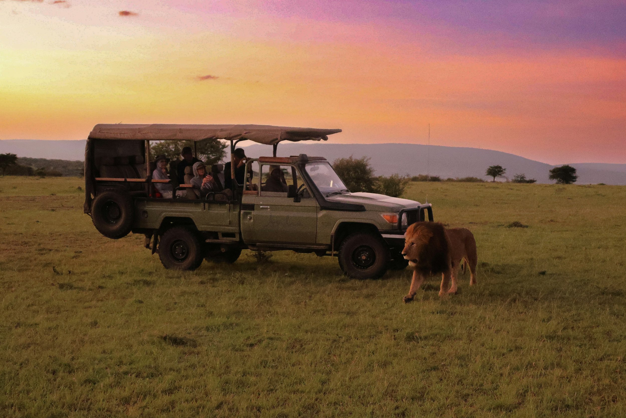 A safari vehicle with passengers riding in an open-top truck during sunset in a grassy savanna with trees and distant hills, and a lion walking in the foreground.