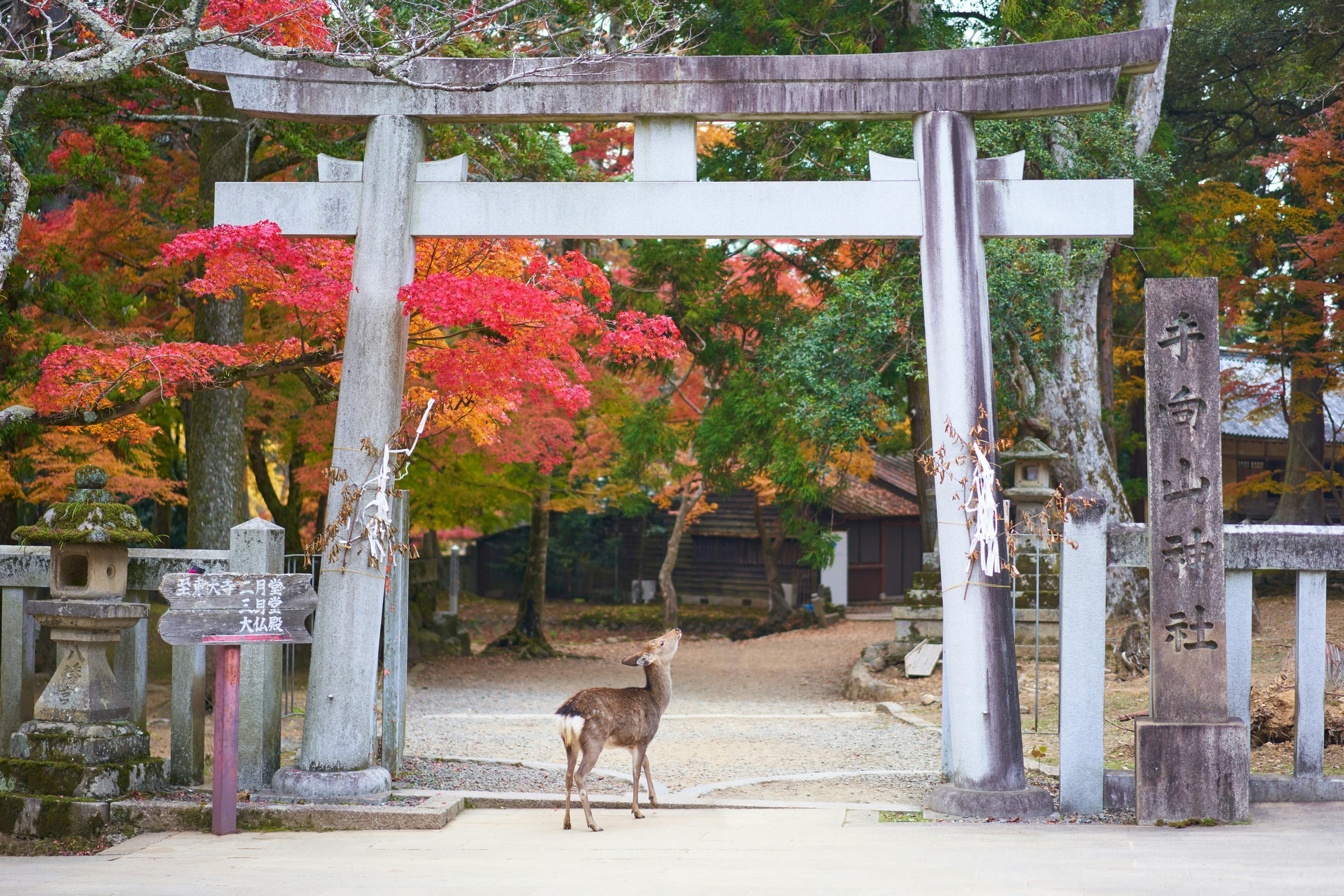A deer standing under a torii gate at a Japanese shrine with colorful autumn leaves in the background.