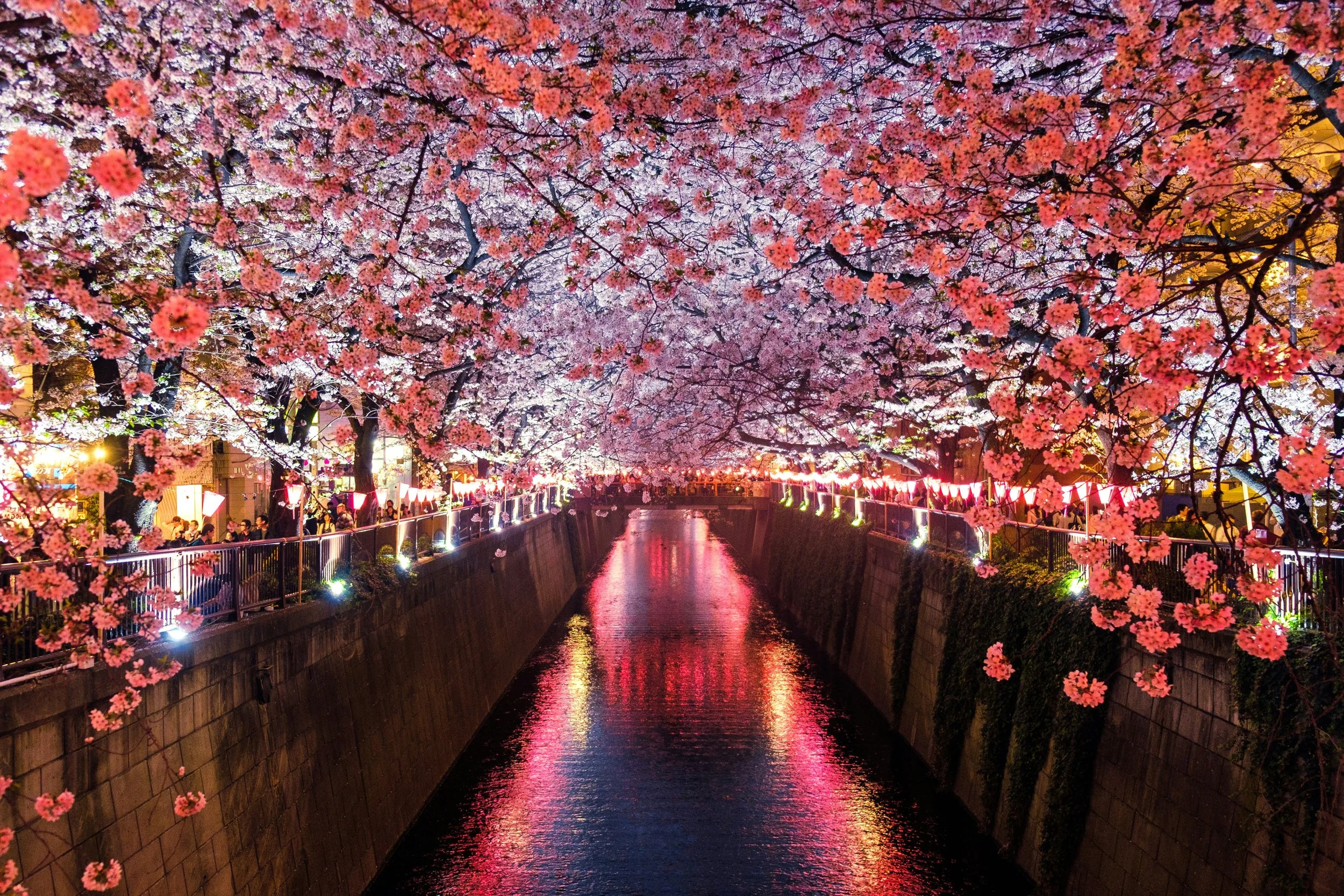 Nighttime scene of cherry blossom trees with pink and white flowers lining a canal, illuminated by lights, creating reflections on the water, with people walking along the path.