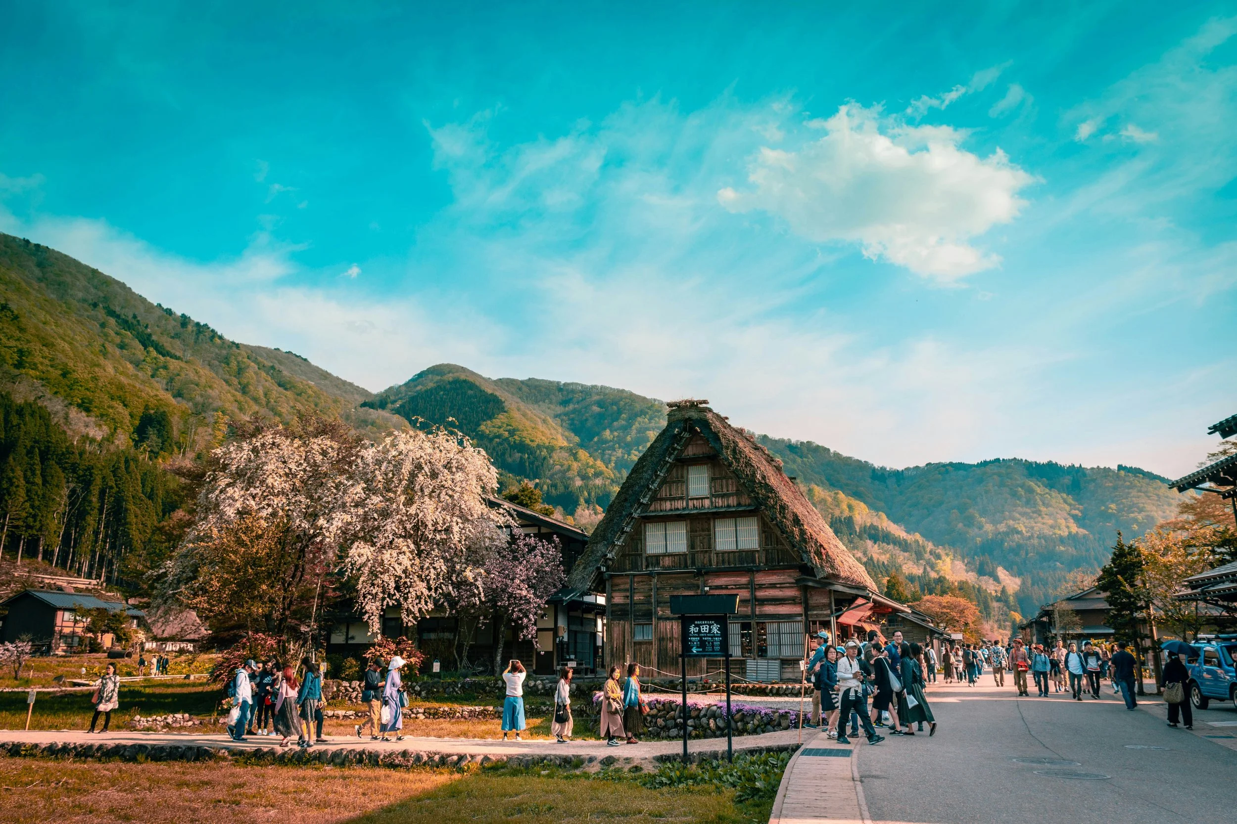 A traditional Japanese thatched-roof house surrounded by blooming cherry blossom trees and lush green mountains, with many people walking and sightseeing in the foreground on a bright, clear day.