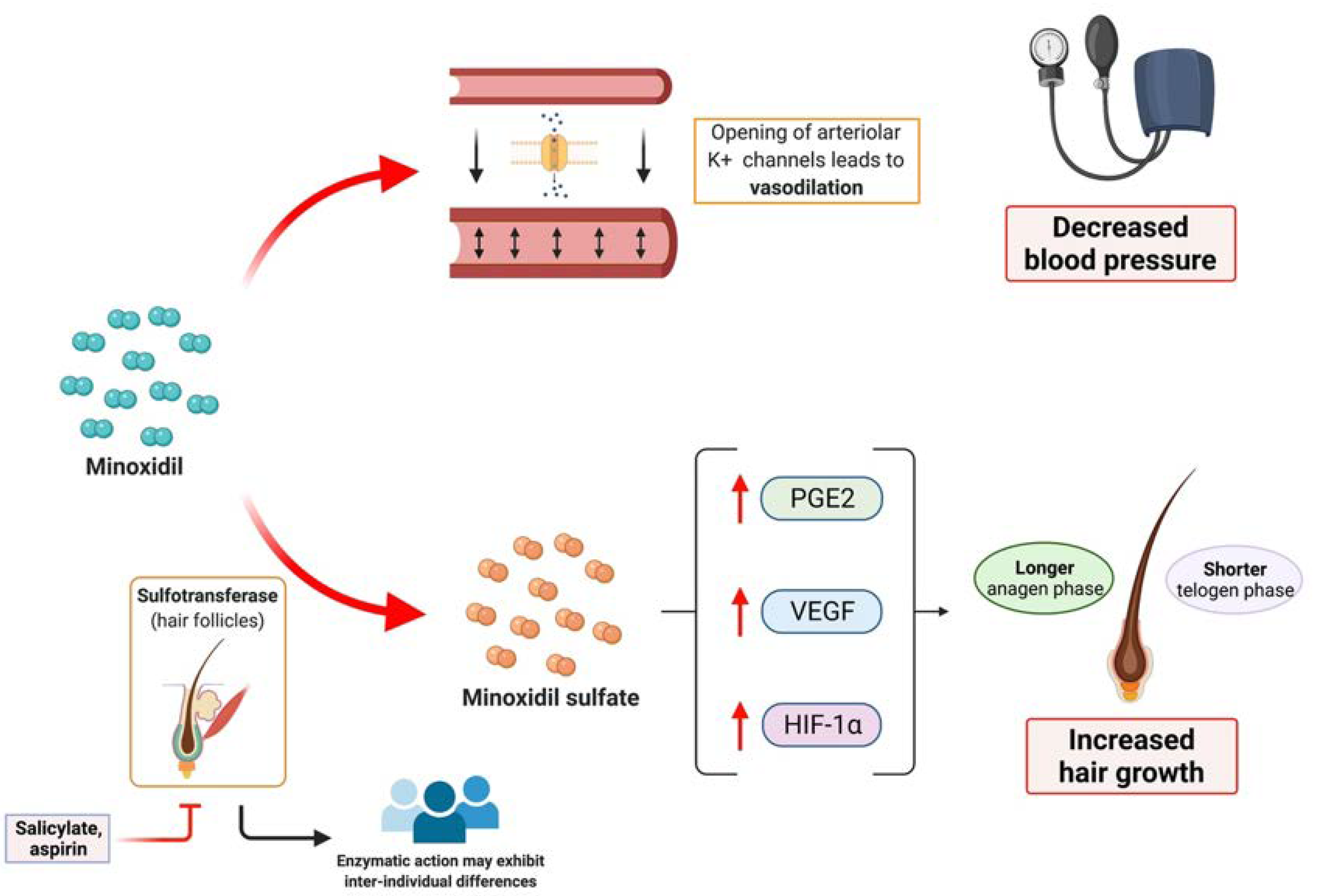 An infographic showing the process of hair growth stimulation and hair loss prevention. It includes molecular pathways involving minoxidil, sulfatase, PGE2, VEGF, HIF-1α, and their effects on hair follicles, blood flow, and hair growth phases.