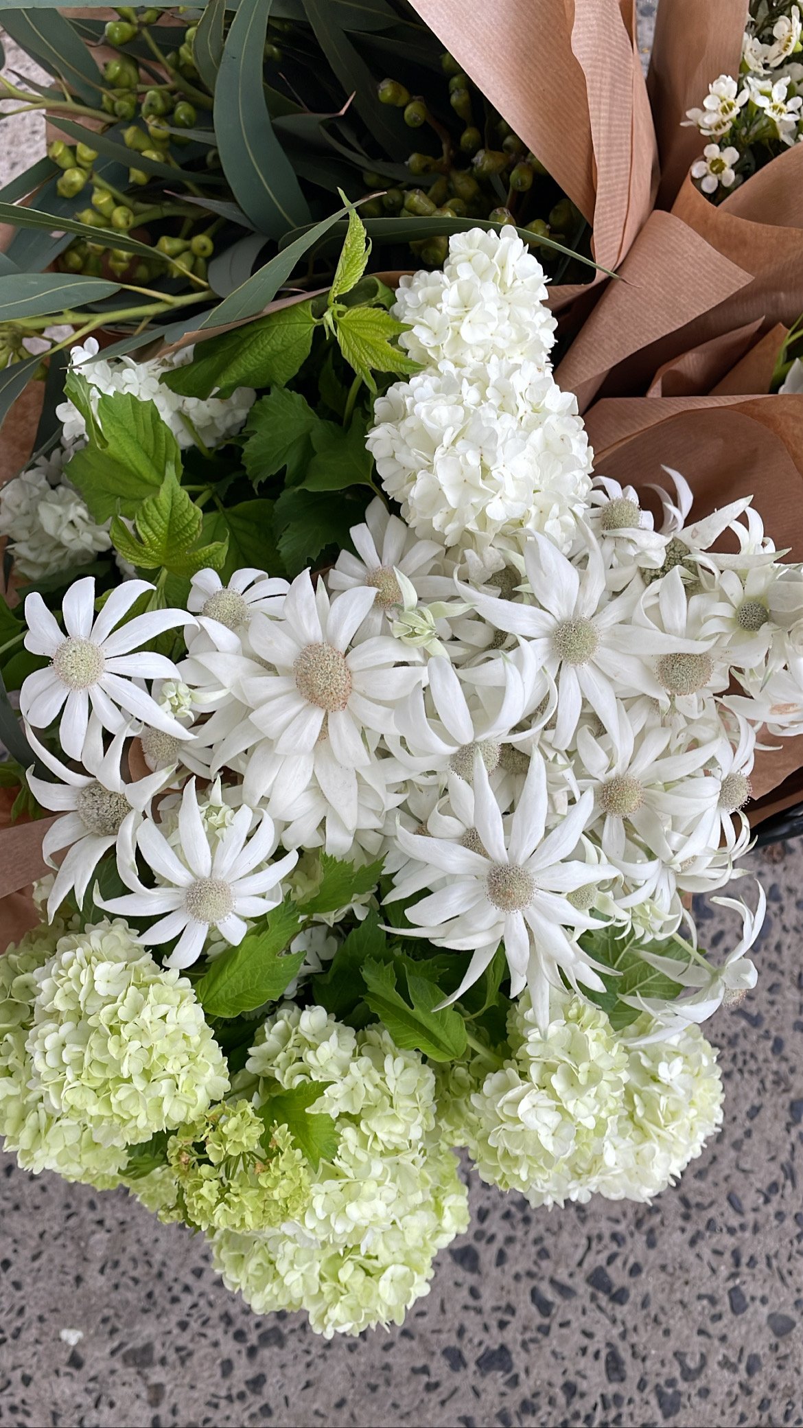 Flannel Flower