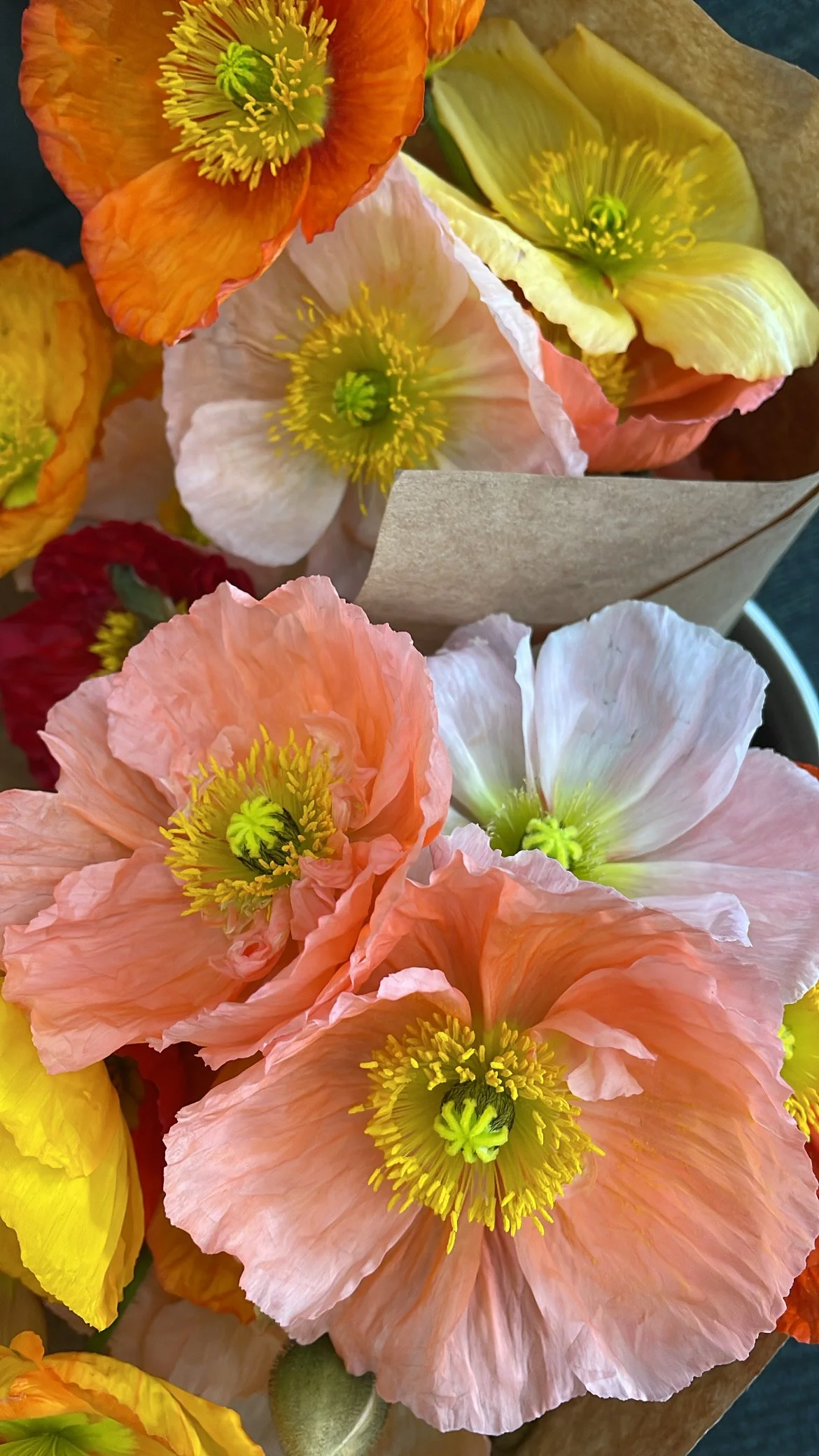 Poppies