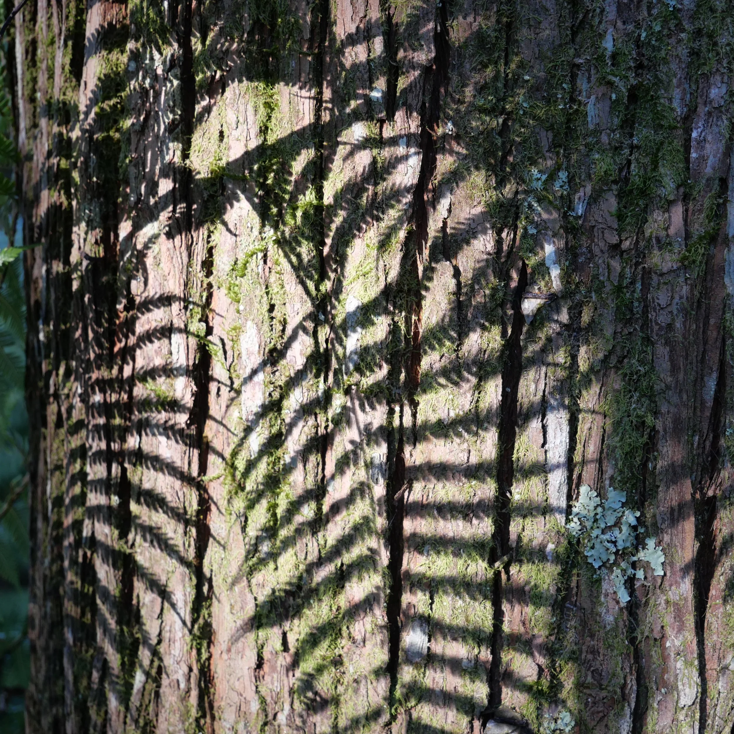 Close-up of a tree trunk with textured bark, moss, and small plants growing on it, with shadows cast on its surface.