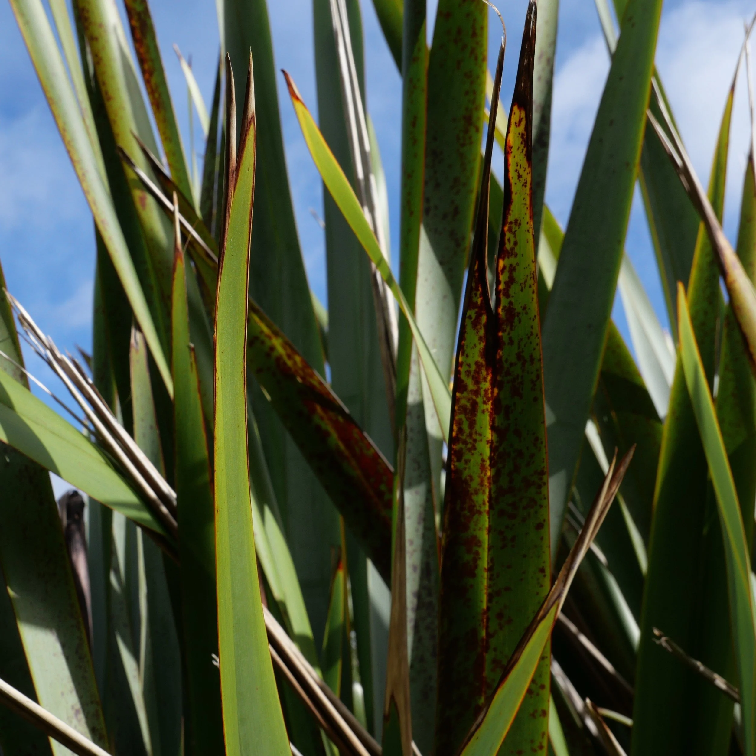 Close-up of green and brown flax leaves with a blue sky background.