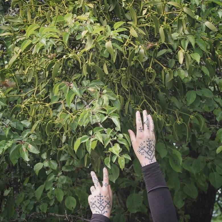 Baldurs bane, a most Saturnine ally. Growing on the boughs of this apple tree amongst ancient burial mounds on the island of Birka. 

Mistletoe taken from an apple tree gives us a unique blend of the Saturnine and Venusian. 
Plant materia magica for 
