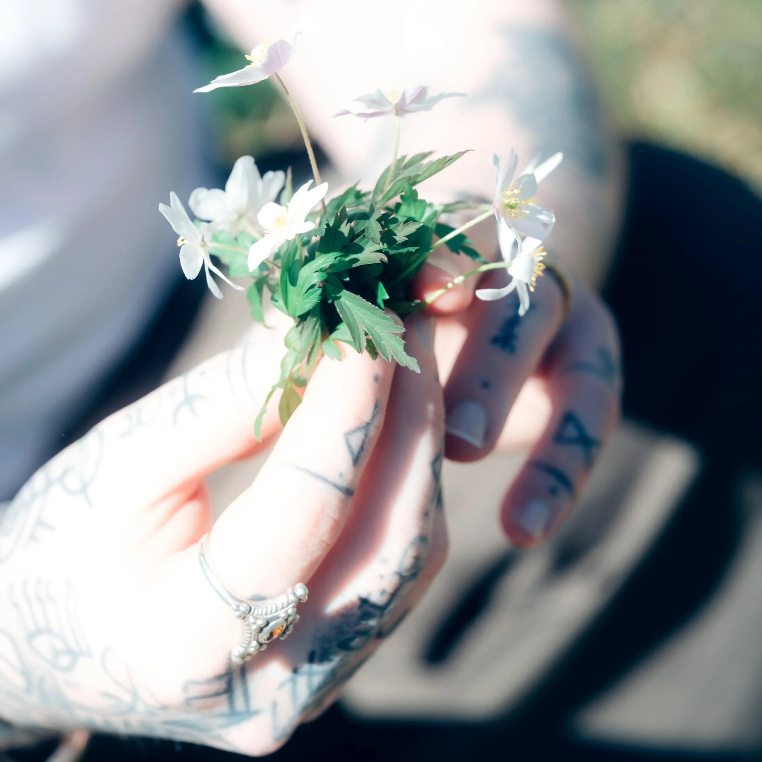Working with the wind flower 🌱

Wood Anemone (Anemone nemorosa) is a powerful plant ally for weather work. Named the wind flower, we see it dancing in carpets across the spring forest floor in the breeze across Europe. 

I work with wind flower in b