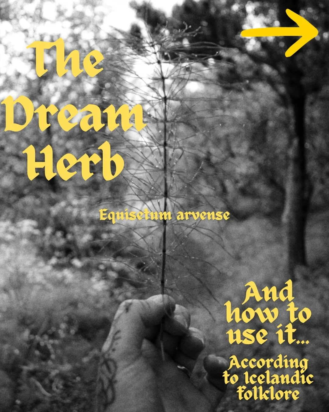 Dream herb/Draumagras (Equisetum arvense) is in full power these nights, so I wanted to share a little of the lore of this wonderful plant.