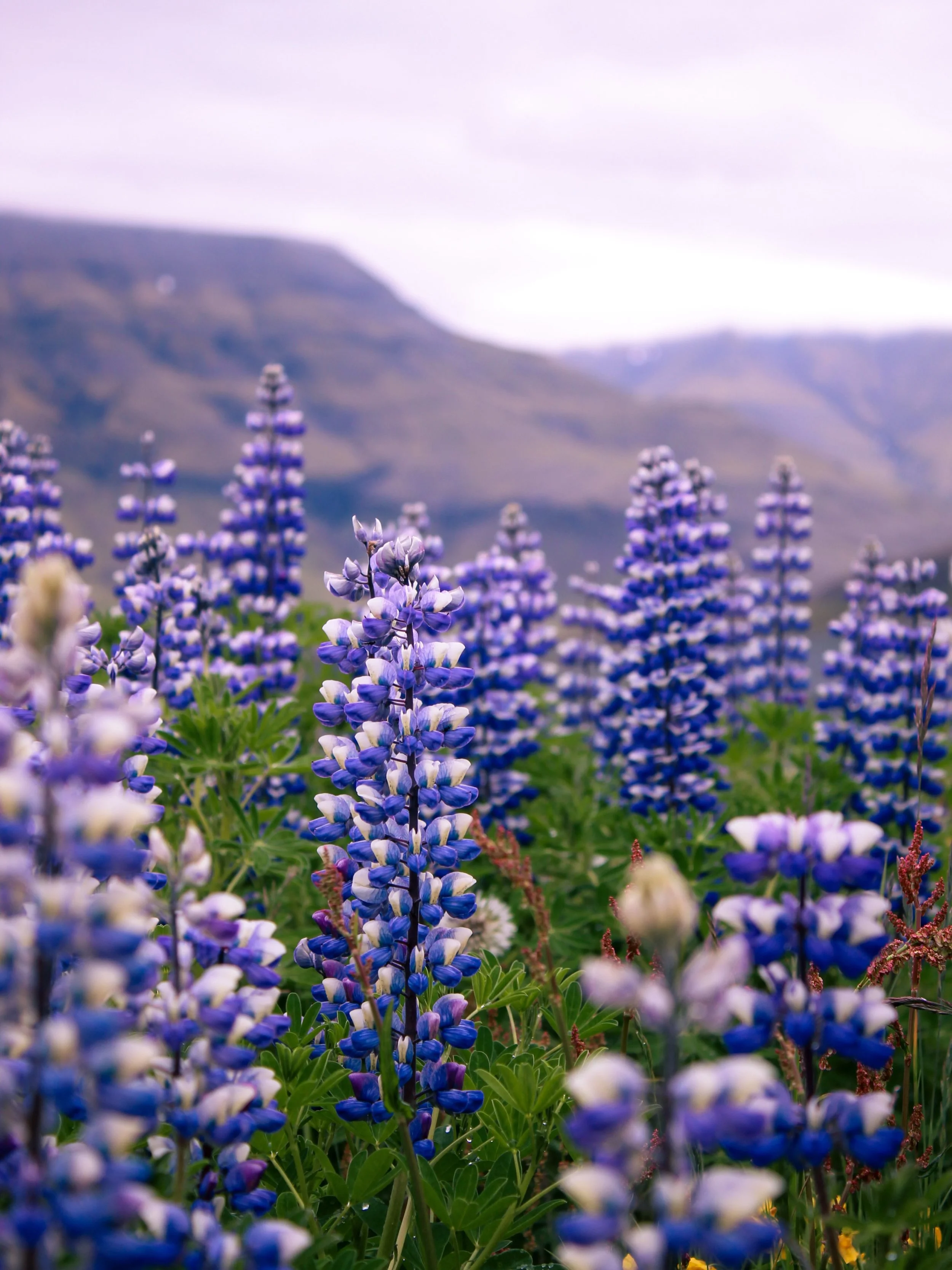 Magical plants of July - Iceland