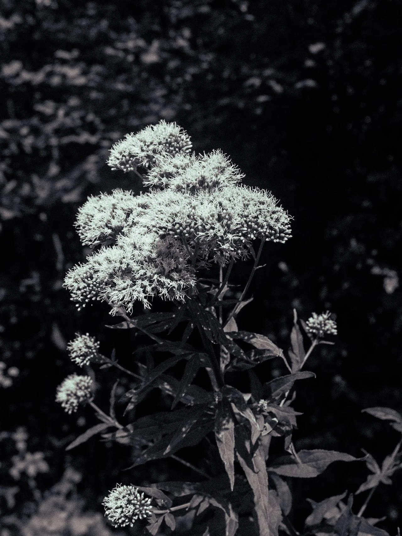Sussex Plant magic is coming&hellip; 🌱🌿🔮