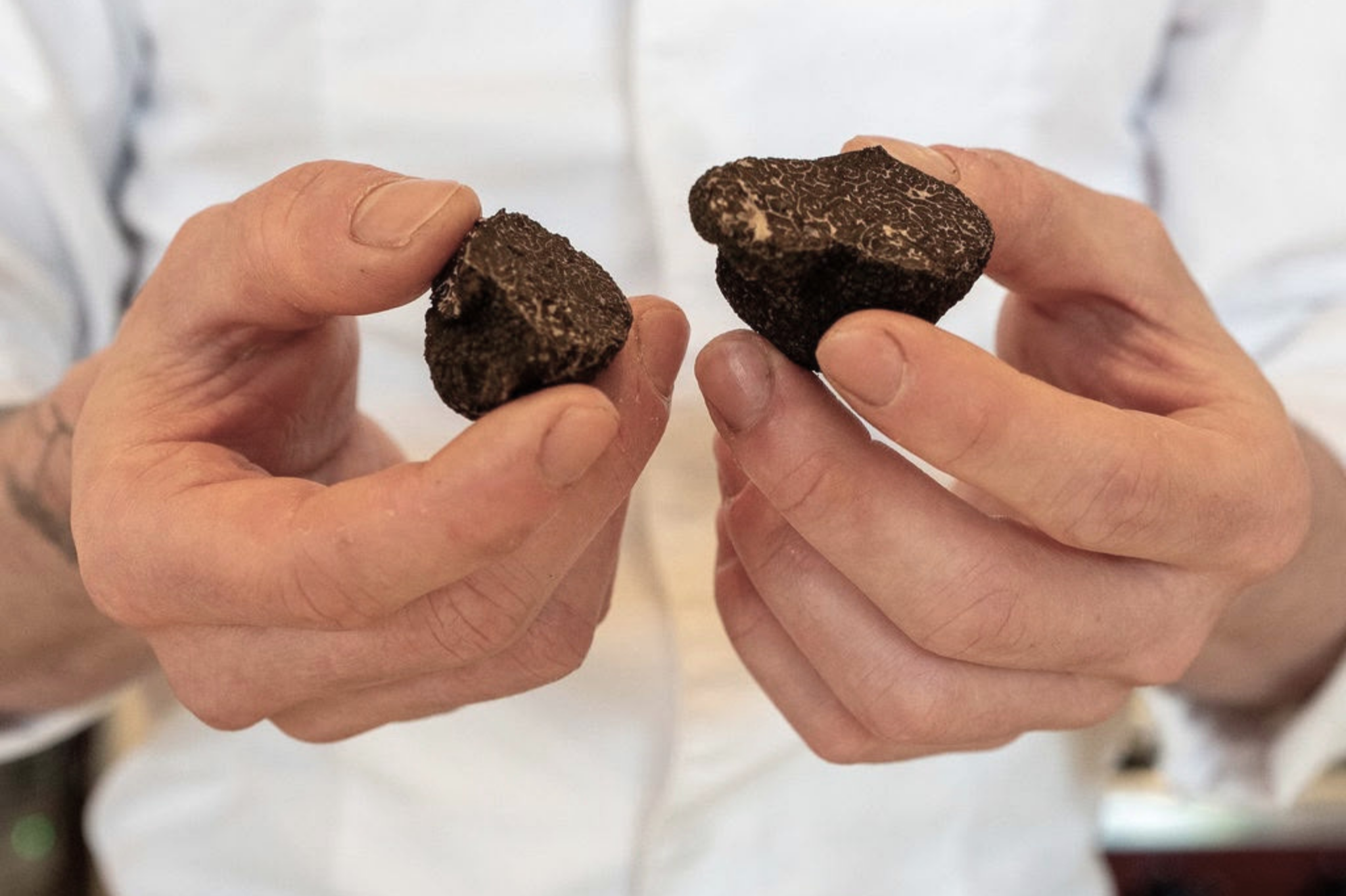 Truffle Season