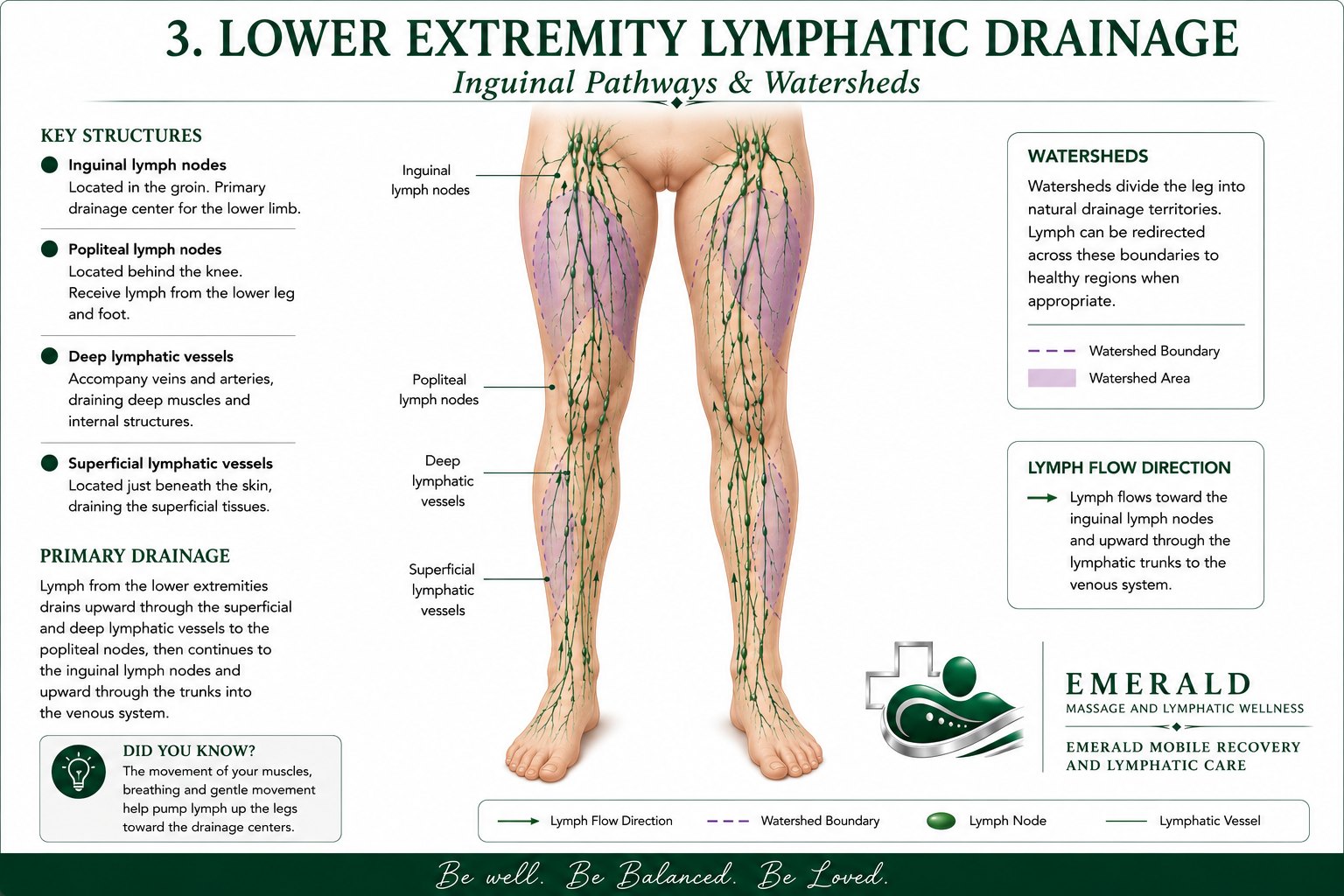 Diagram of lower extremity lymphatic drainage showing inguinal lymph nodes, popliteal lymph nodes, deep and superficial lymphatic vessels, with watershed boundaries and lymph flow directions marked. Title reads "Lower Extremity Lymphatic Drainage: Inguinal Pathways & Watersheds."