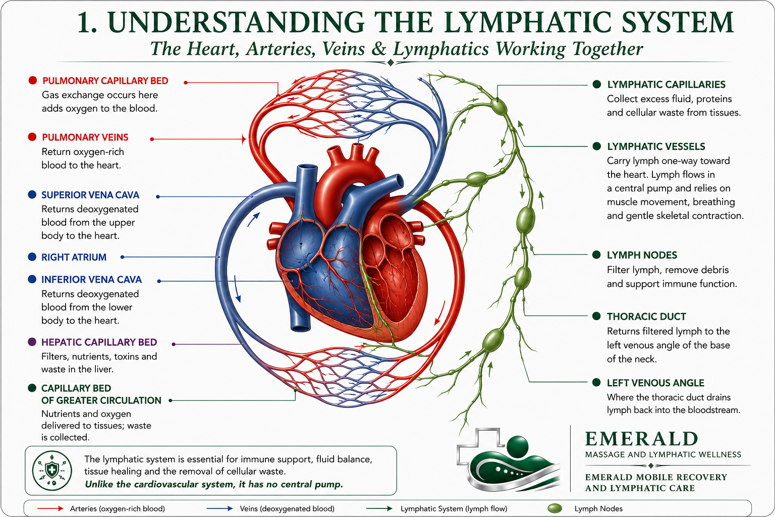 Diagram of the human heart and lymphatic system showing major arteries, veins, lymphatic vessels, and lymph nodes with labels and explanations about their functions.