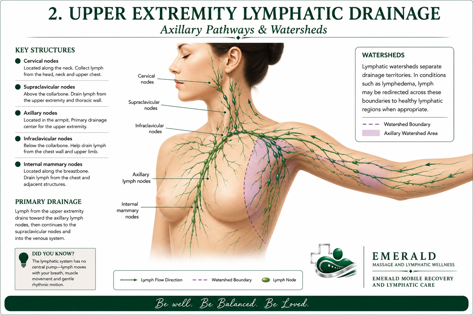 Diagram of upper extremity lymphatic drainage showing lymph nodes, lymph flow, watershed boundaries, and axillary watershed area on a woman’s right side. Key structures include cervical, supraclavicular, axillary, infraclavicular, and internal mammary nodes. Lymph flow direction is indicated with green arrows, watershed boundaries with purple dashed lines, and lymph nodes with green dots. Text explains lymphatic pathways, watershed distinctions, and key structures.