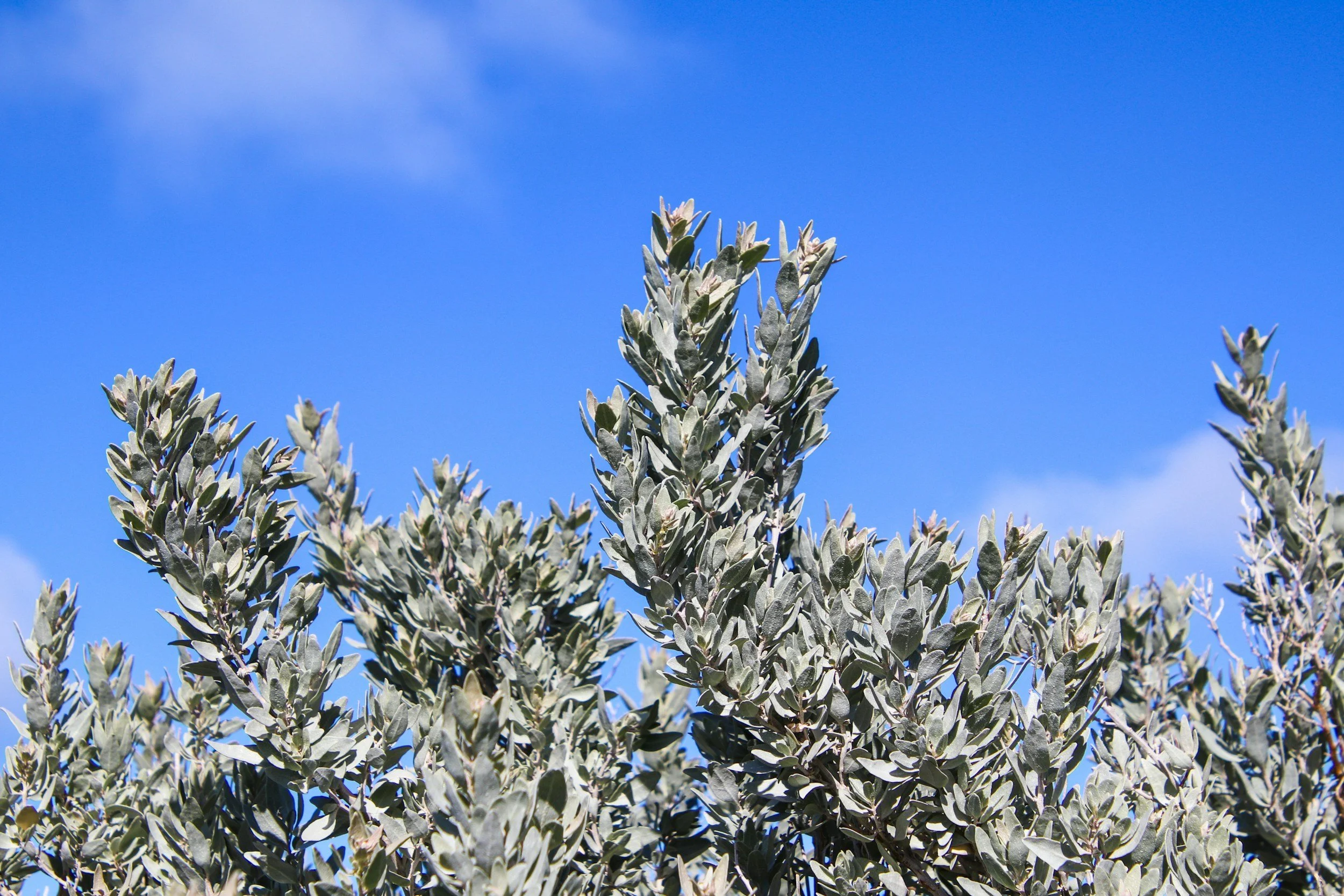 Future-Proof skincare - Australian-grown and wild-harvested native ingredients, extracted in Australia.