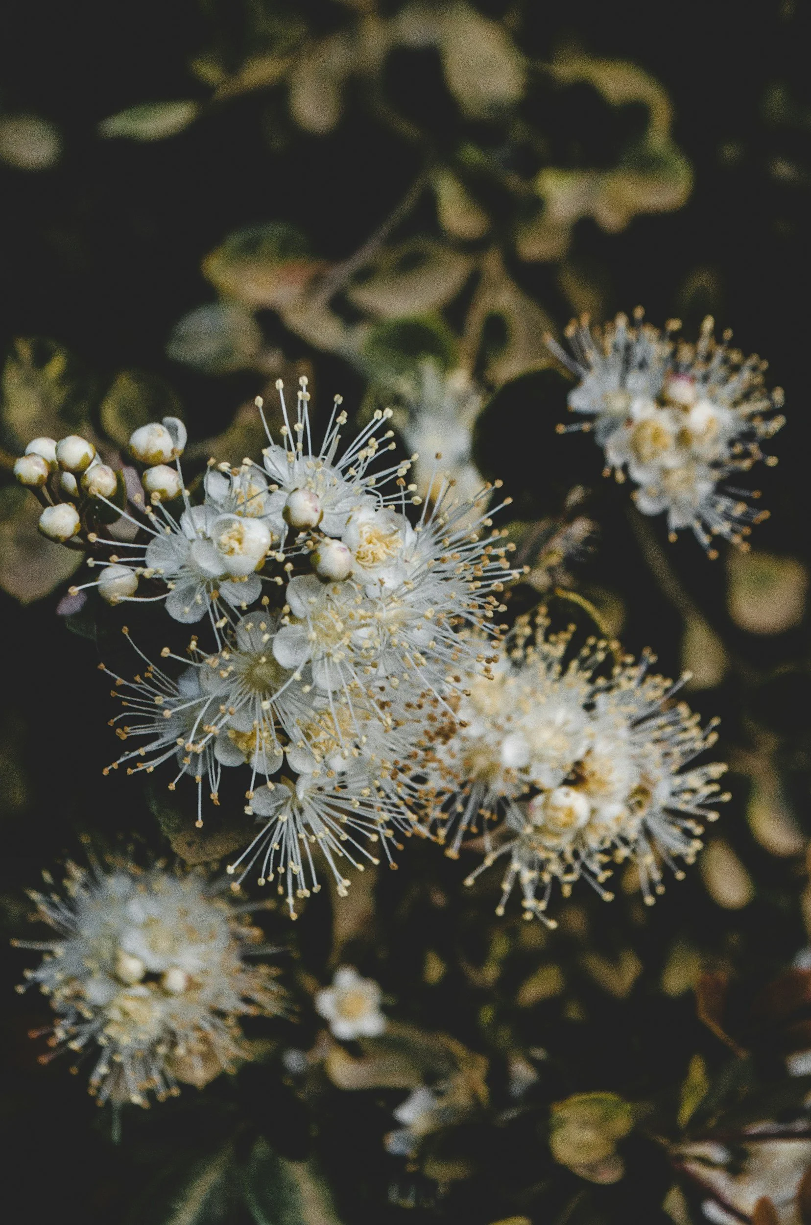Future-Proof Bright Light City Limits - aniseed myrtle leaves, the Australian rainforest hero behind our HEV blue light range.