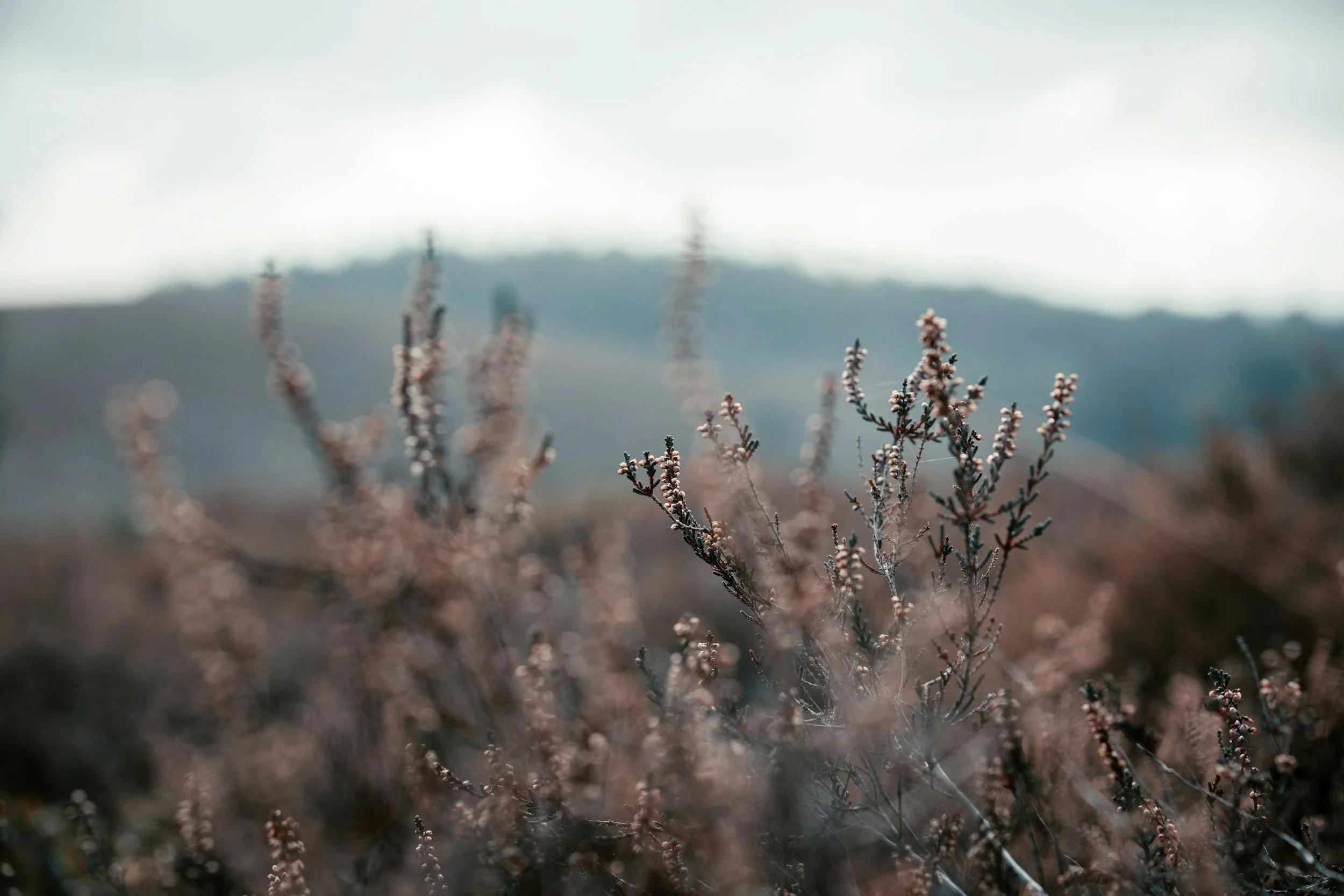 Future-Proof skincare - wild-harvested Australian native botanicals in flower, sustainably sourced from the land we work to protect.