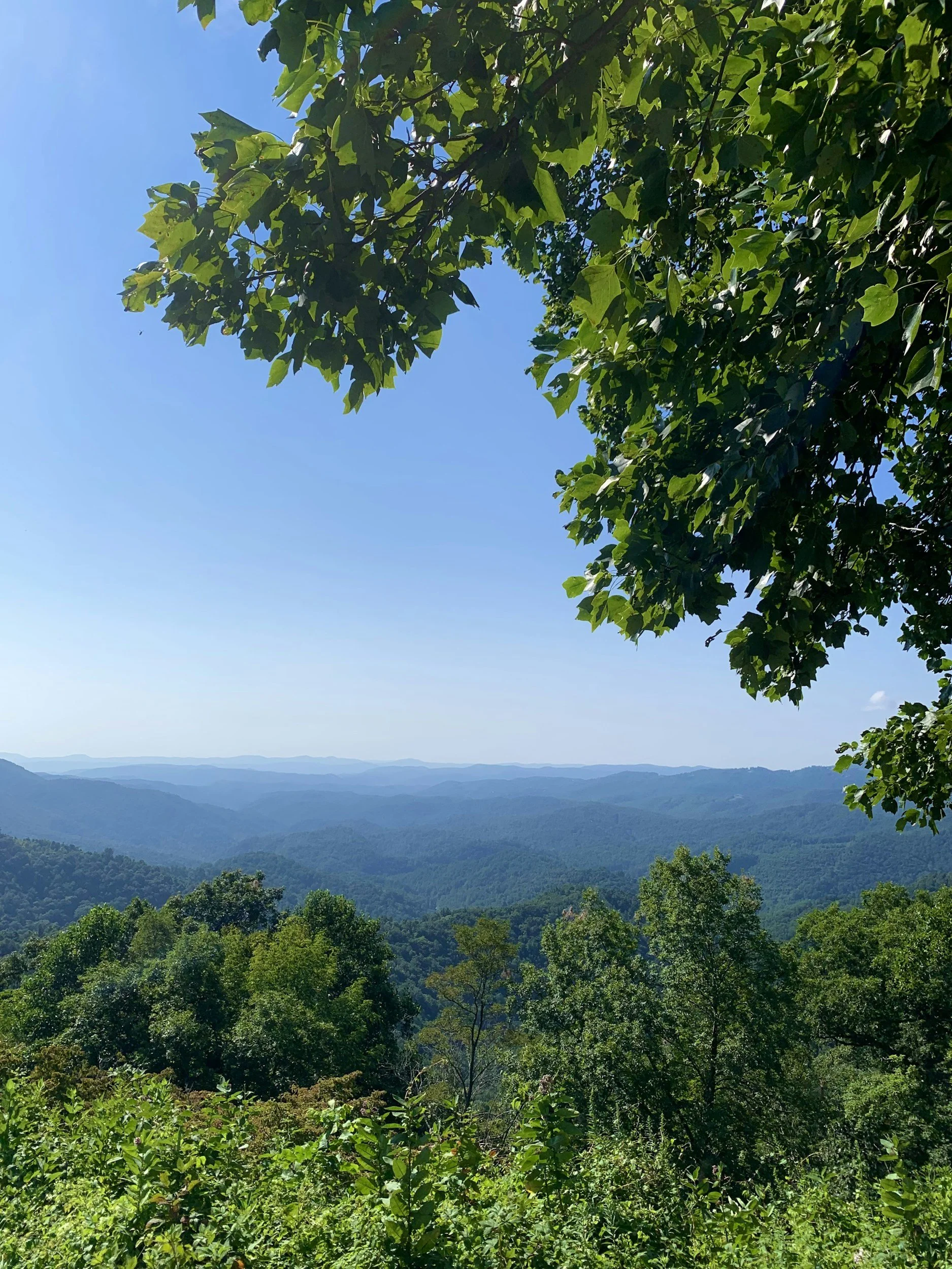 A scenic landscape of lush green trees in the foreground, rolling hills in the middle distance, and a clear blue sky with minimal clouds in the background.