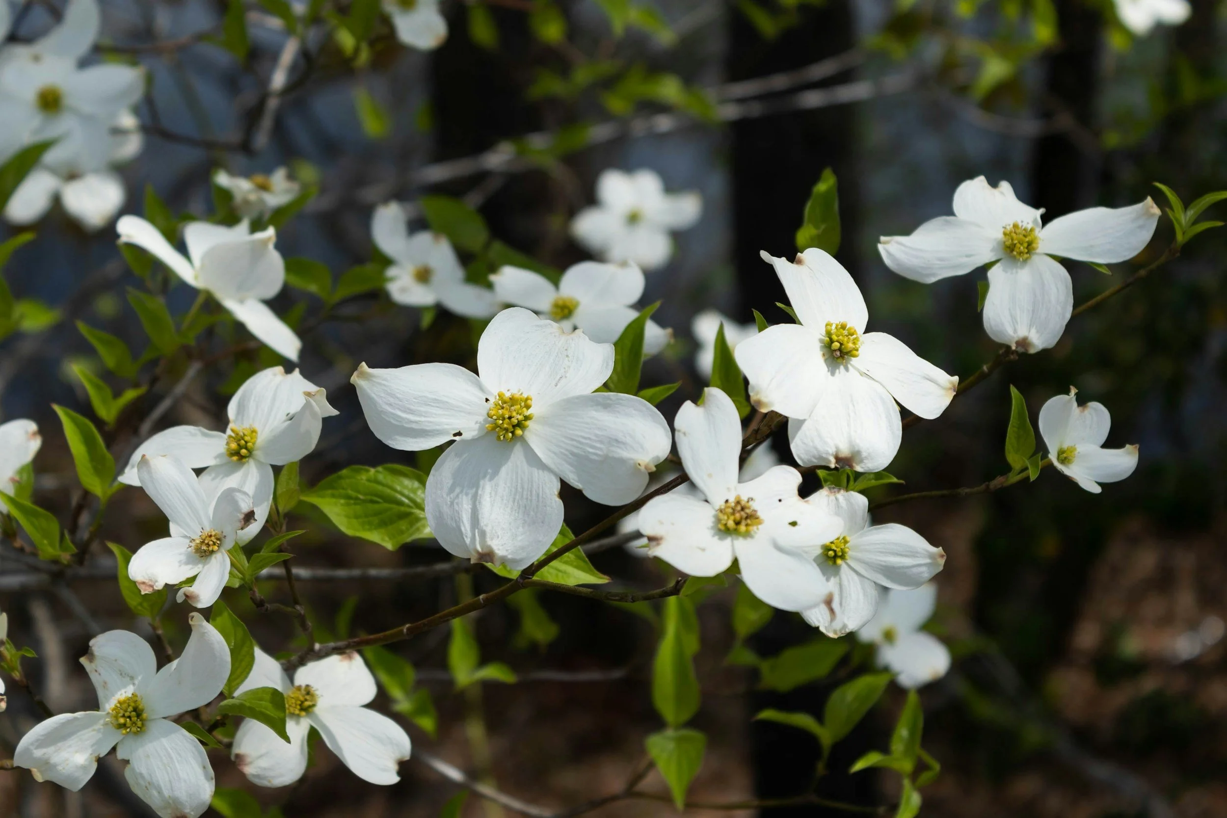 Close-up of white dogwood flowers with green leaves and a blurred background.