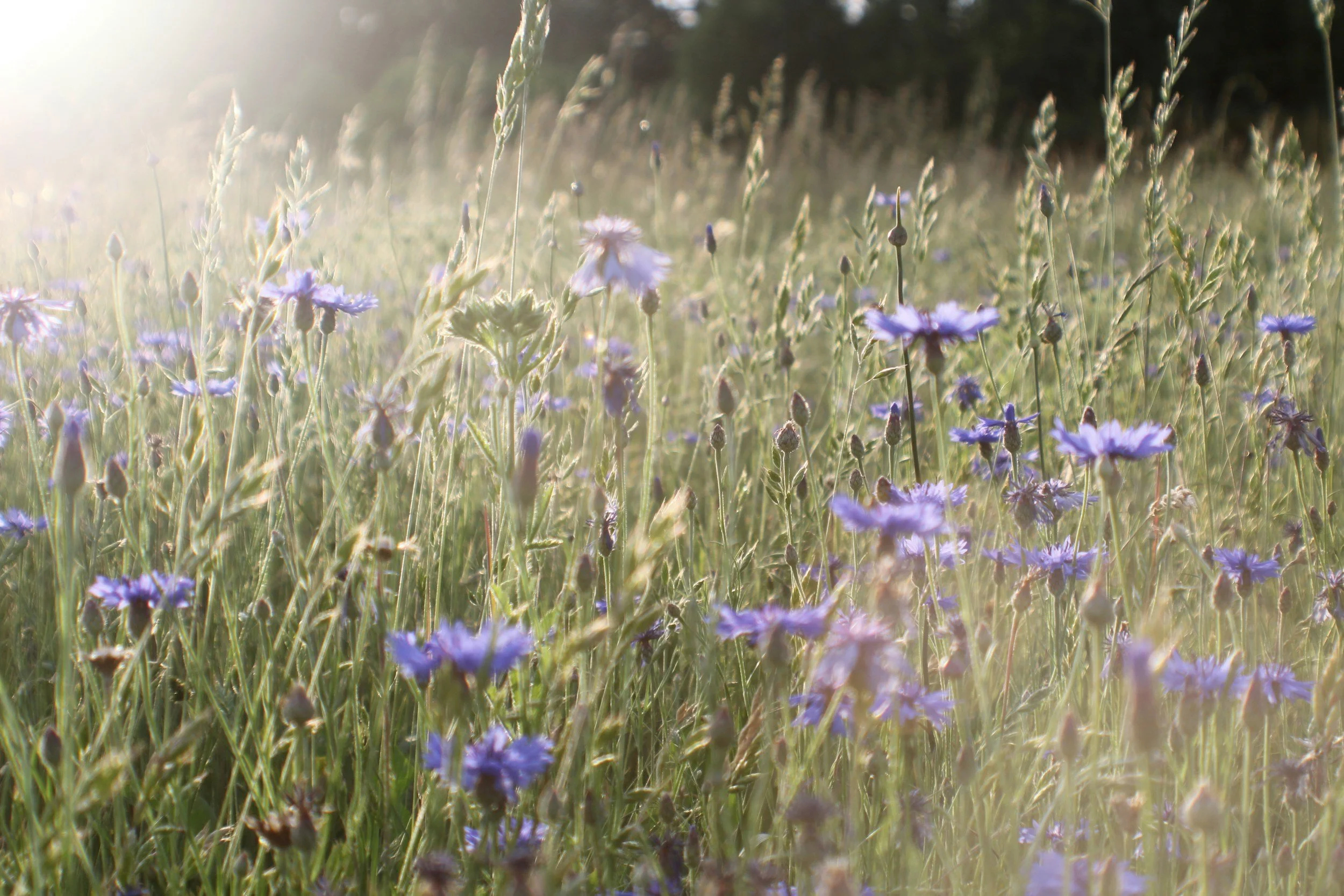 A field of wildflowers, primarily purple and blue, with tall grass and plants, illuminated by sunlight.