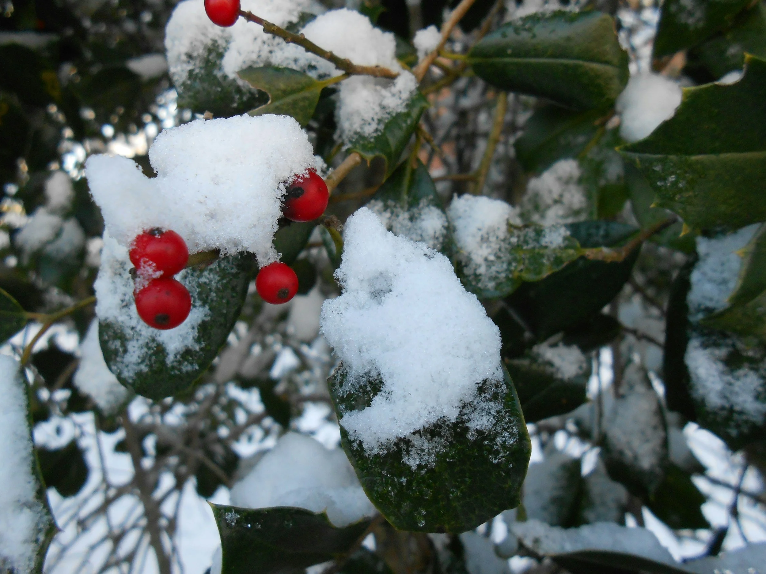 Holly leaves and berries covered in snow.